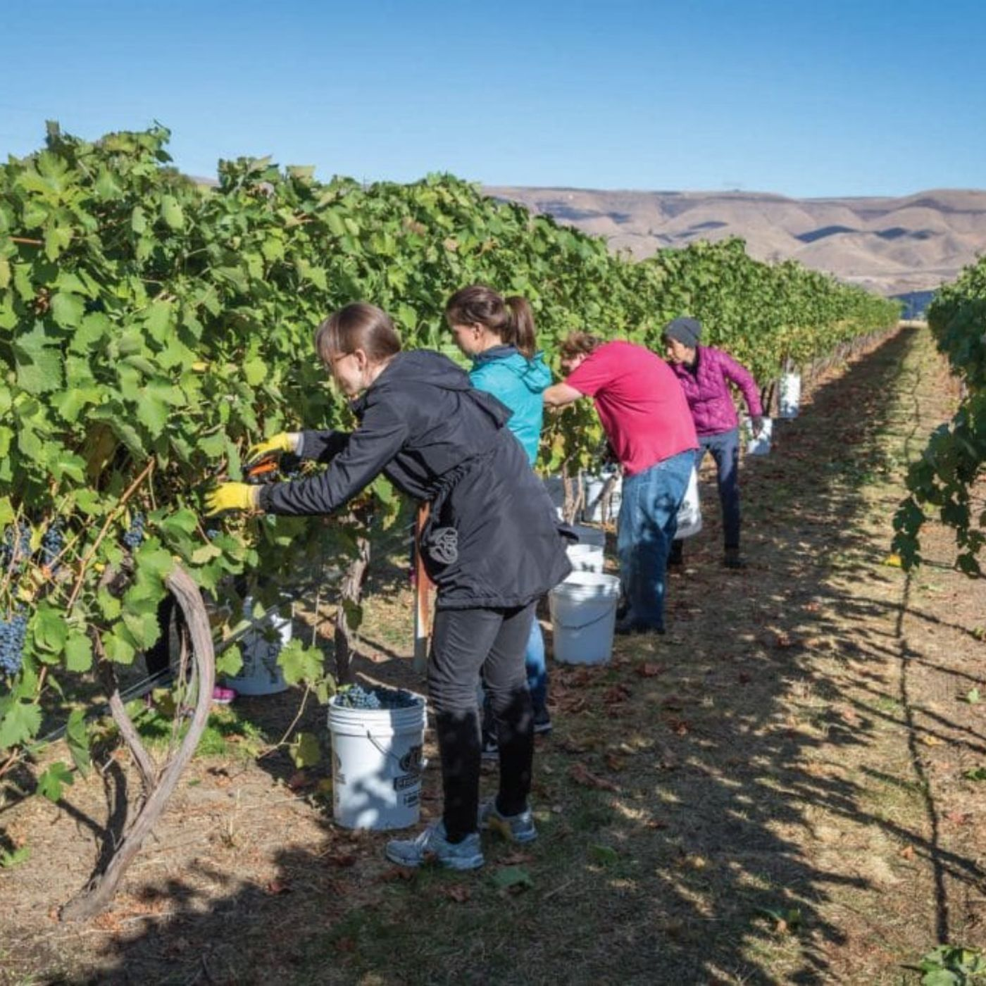 Clearwater Canyon Cellars - Lewiston, ID Pt. 3