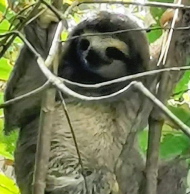 S6E9: PANAMA - Leňochod pri metre