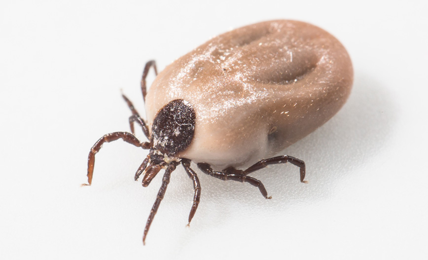 Chronique santé 2.1 avec Stéphanie Paré - Les tiques
