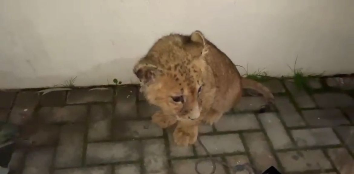 "לא בטוח הוא יודע שהוא אריה": מציאת הגור אבו מאלק