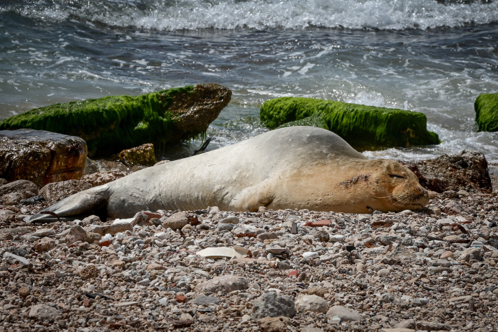 מסעה של יוליה: איפה כלבת הים הנזירית נצפתה לאחרונה?