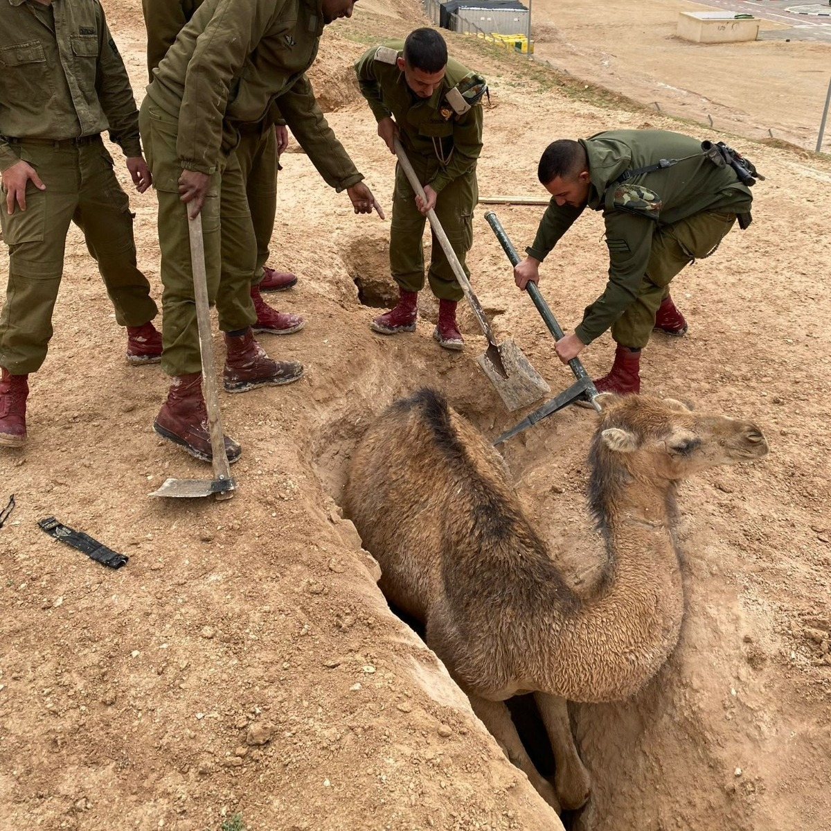 באמצע אימון שטח: סרן רזקאללה גאנם זיהה גמל לכוד - וחילץ אותו