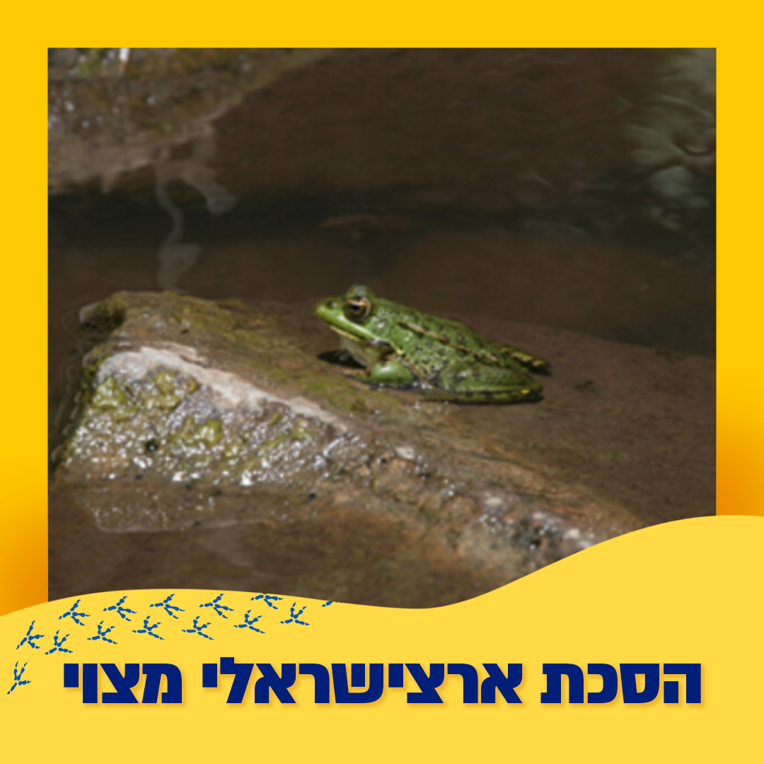 צפרדעים