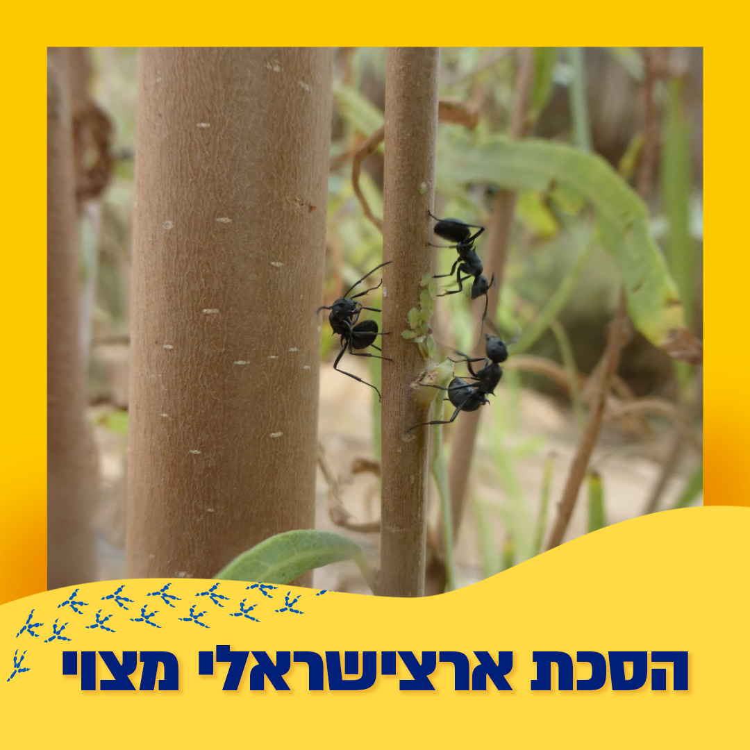 נמלים