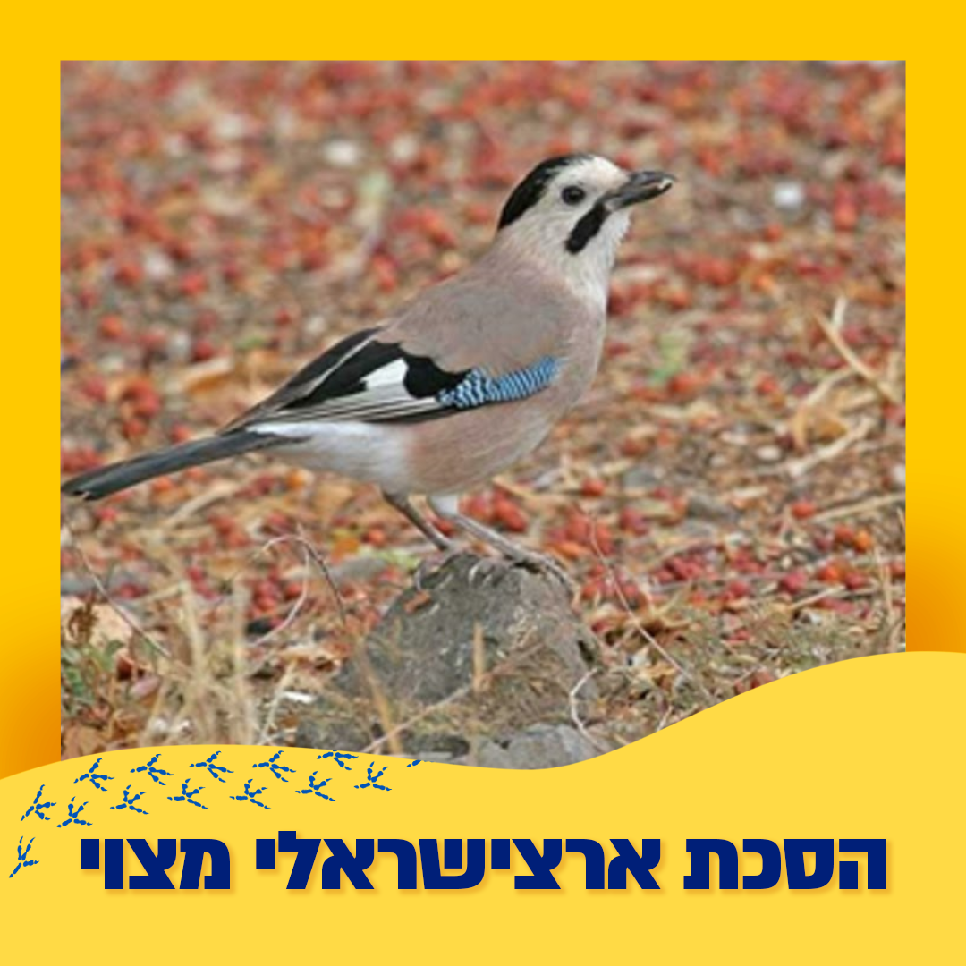 עורבנים