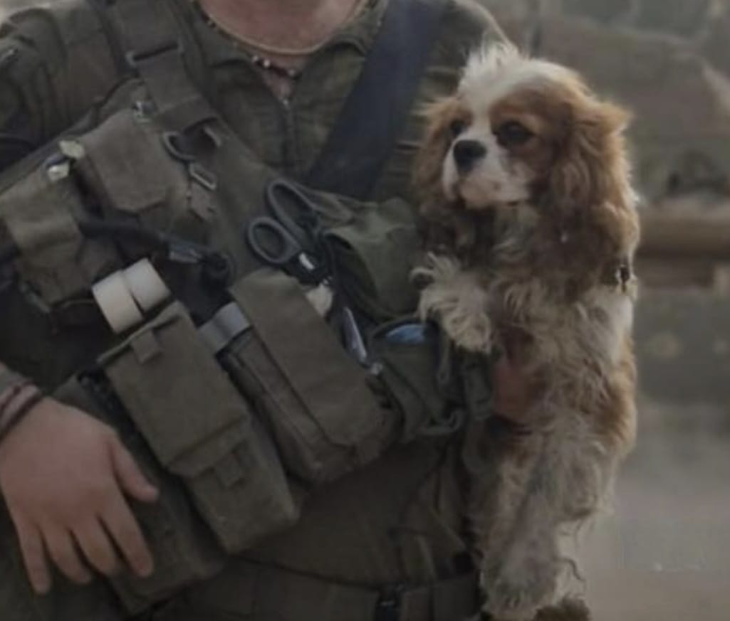 הכלבה בילי חולצה מעזה: "בכינו, בעיקר מההלם"