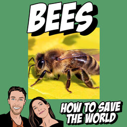 How To Save The Bees
