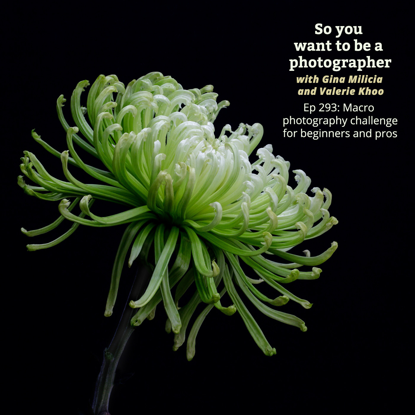 PHOTO 293: Macro Photography challenge for beginners and pros episode artwork