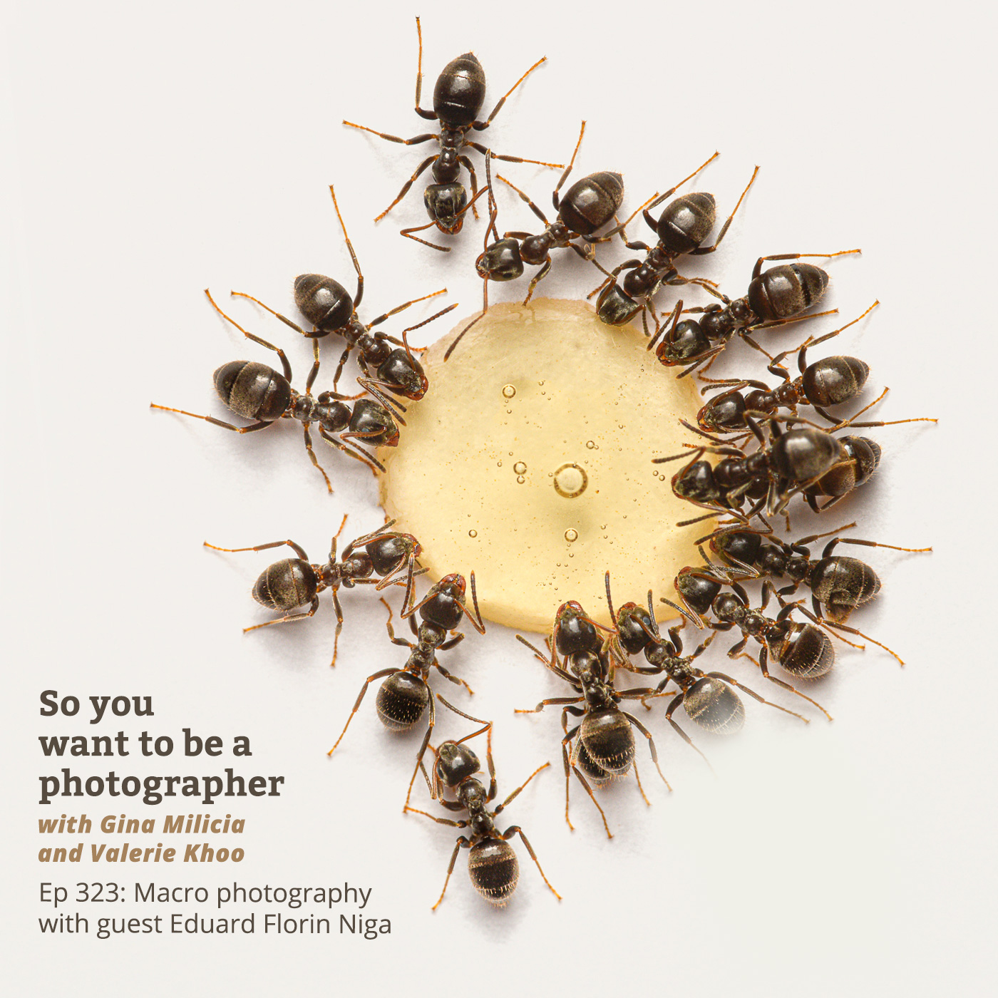 PHOTO 323: Macro photography with guest Eduard Florin Niga episode artwork