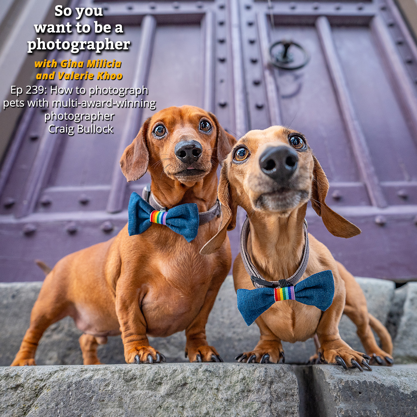 PHOTO 239: How to photograph pets with multi award-winning photographer Craig Bullock episode artwork