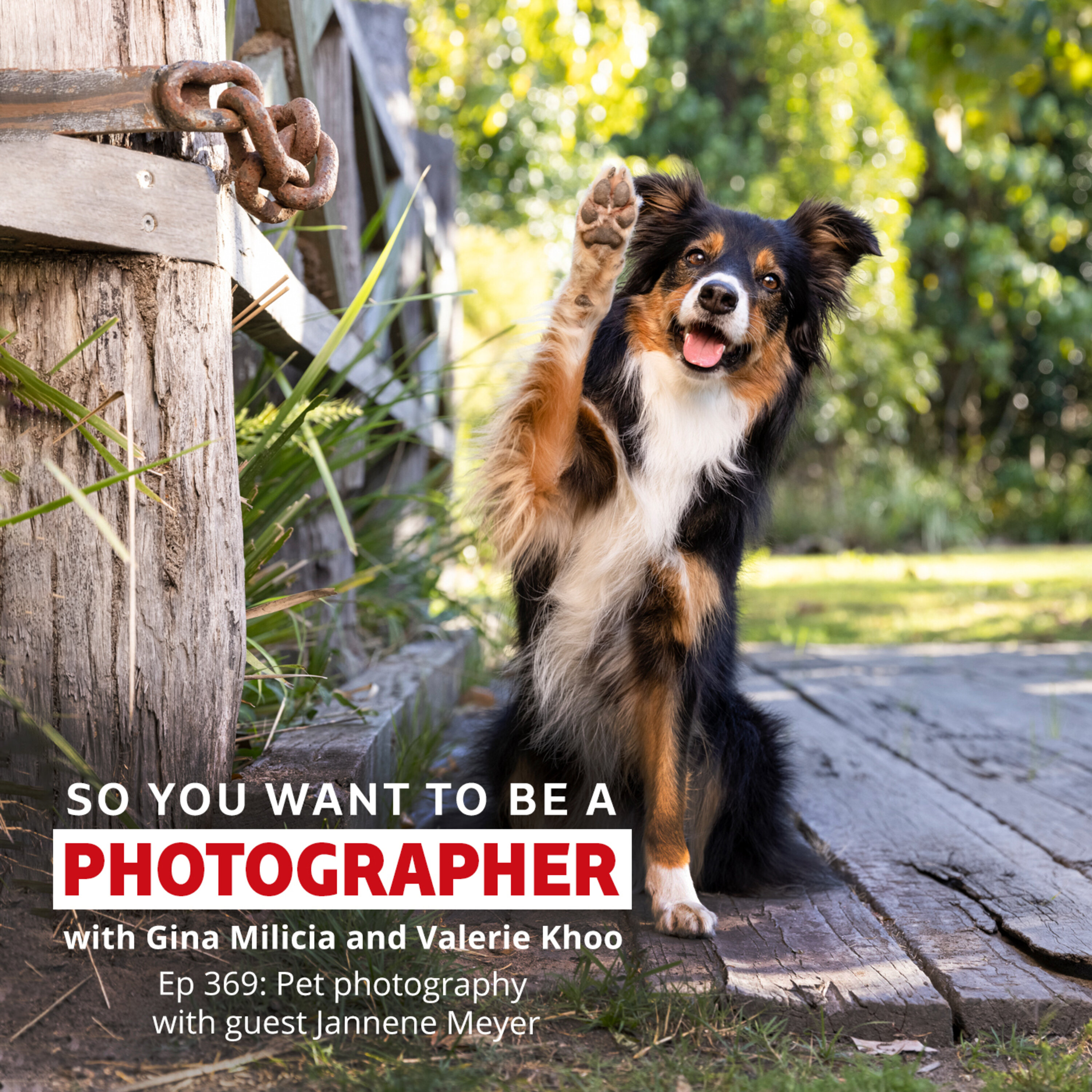 PHOTO 369: Pet photography with guest Jannene Meyer