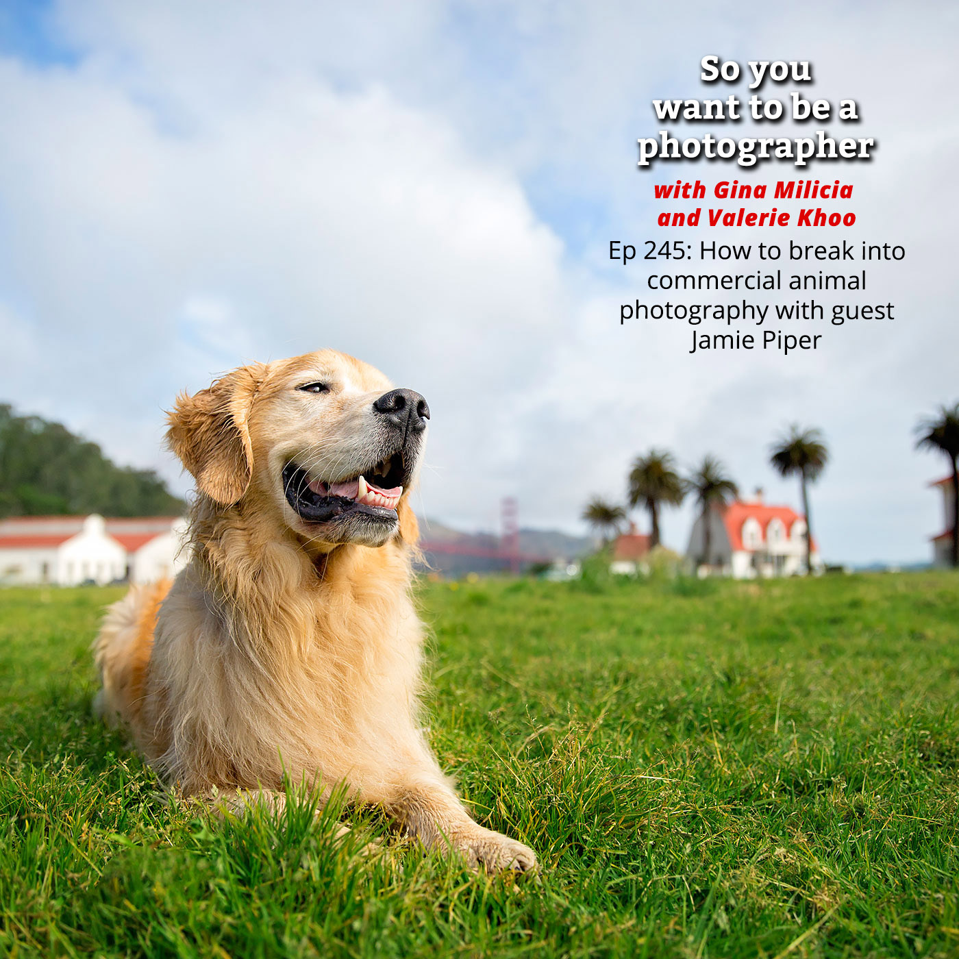 PHOTO 245: How to break into commercial animal photography with guest Jamie Piper episode artwork