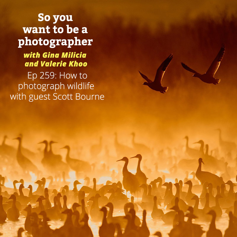 PHOTO 259: How to photograph wildlife with guest Scott Bourne episode artwork