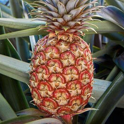 This pineapple could cost you $400