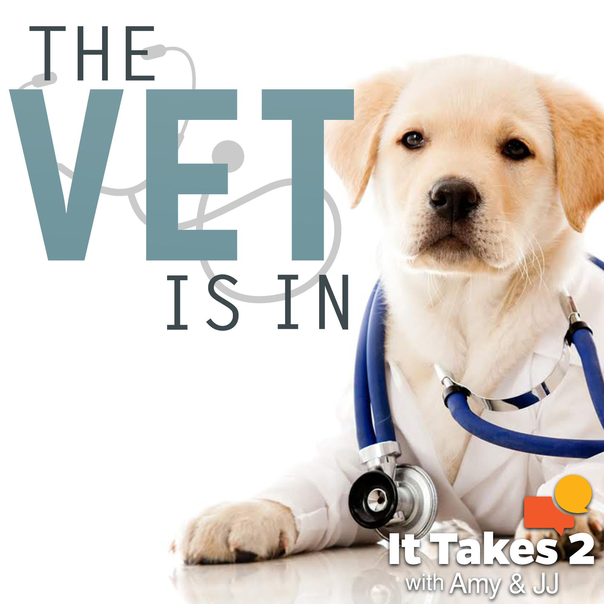Vet Is In - Tick Prevention, Food, Dementia in Dogs and More... 