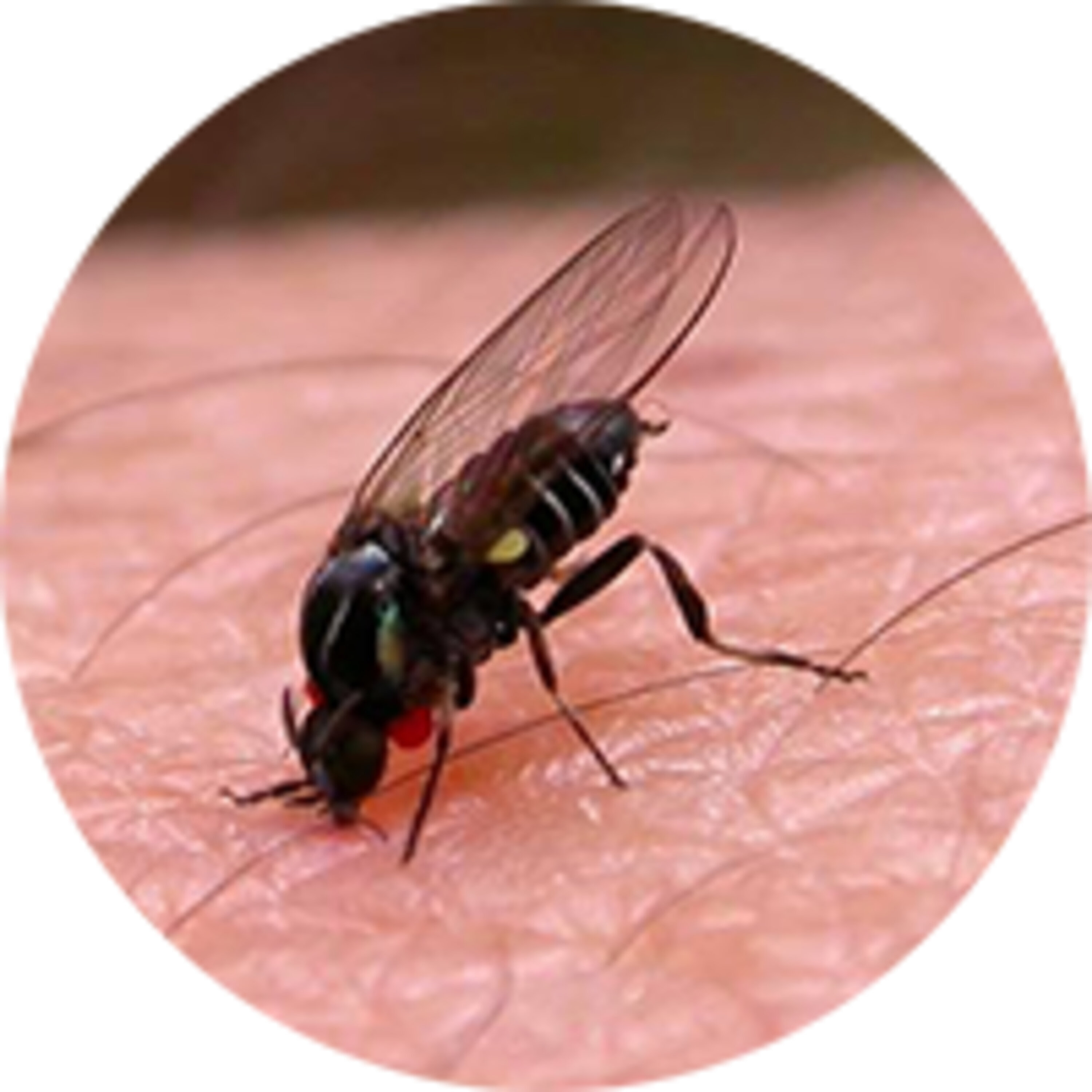 Biting Black Gnats in Minnesota