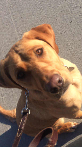 Brenda Olson-Wray, The Retrievers, Has Advice If Your Dog Runs Away