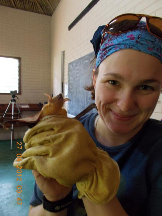 How bats & COVID-19 are connected...