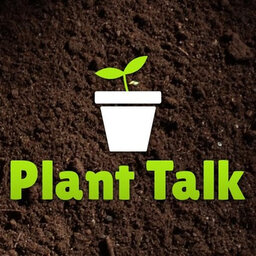Plant Talk: Tomatoes, Trees & Potato Bugs