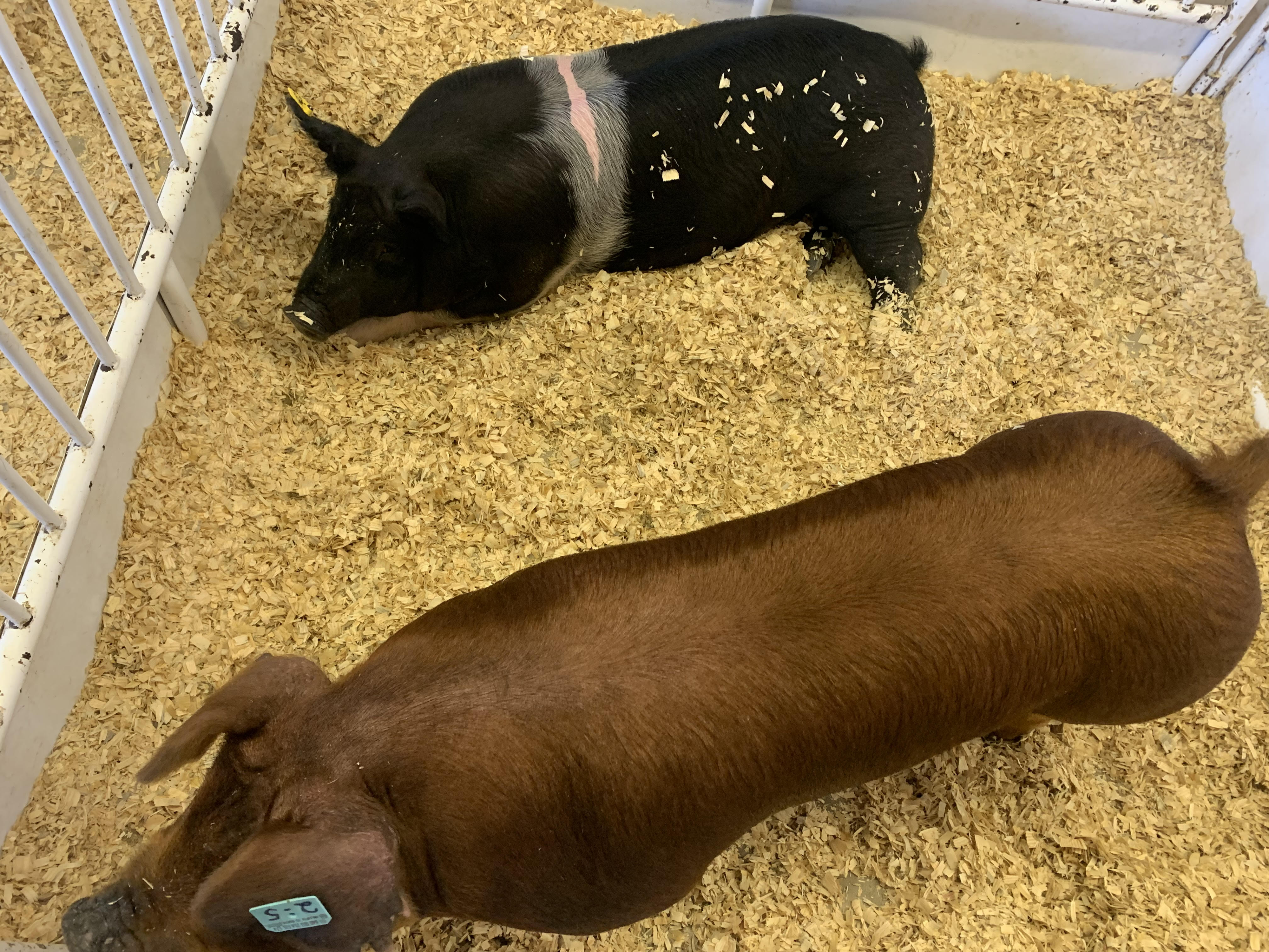 Morning Ag News, January 20, 2022: National Pork Board staff explains changes to Common Swine Industry Audit