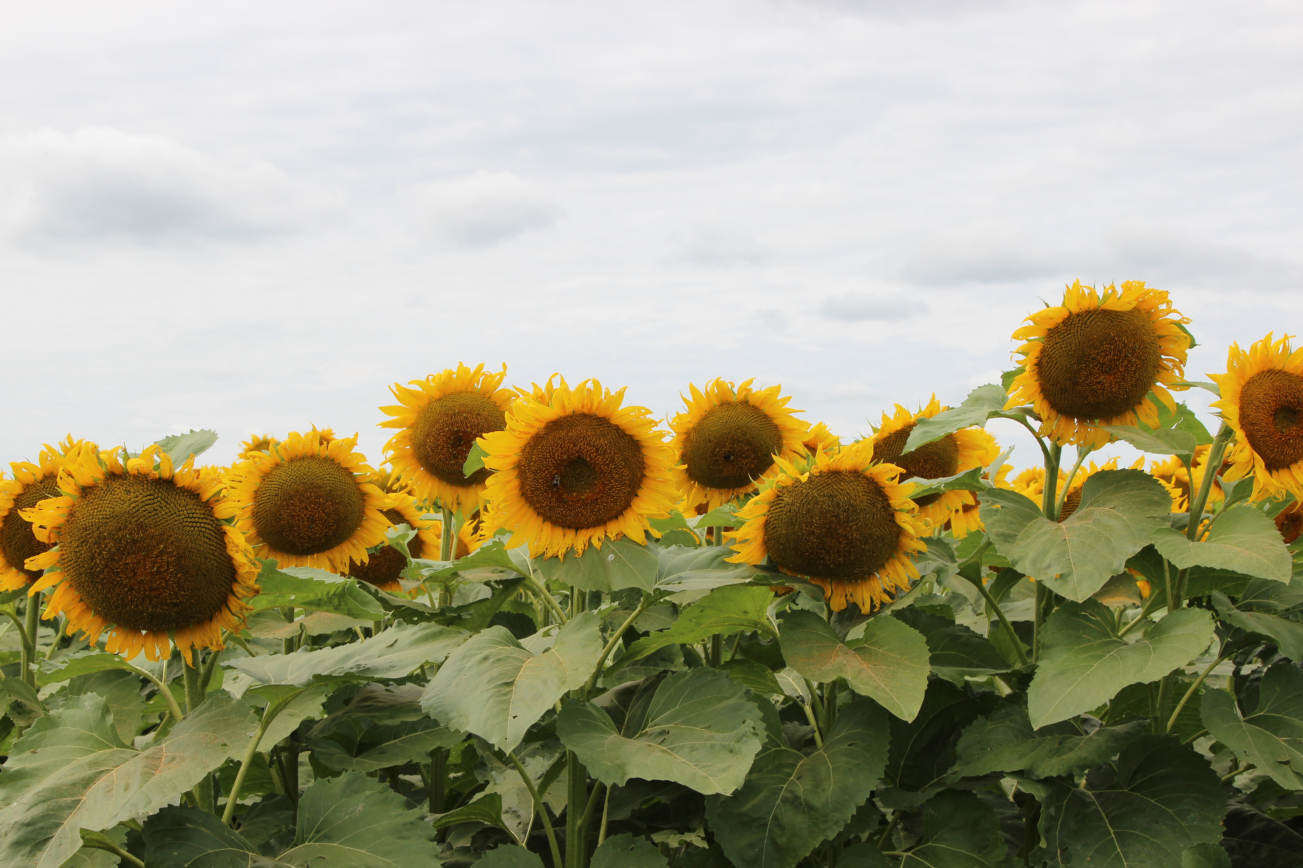 North Dakota, South Dakota Delegations Urge USDA to Improve Sunflower Crop Insurance