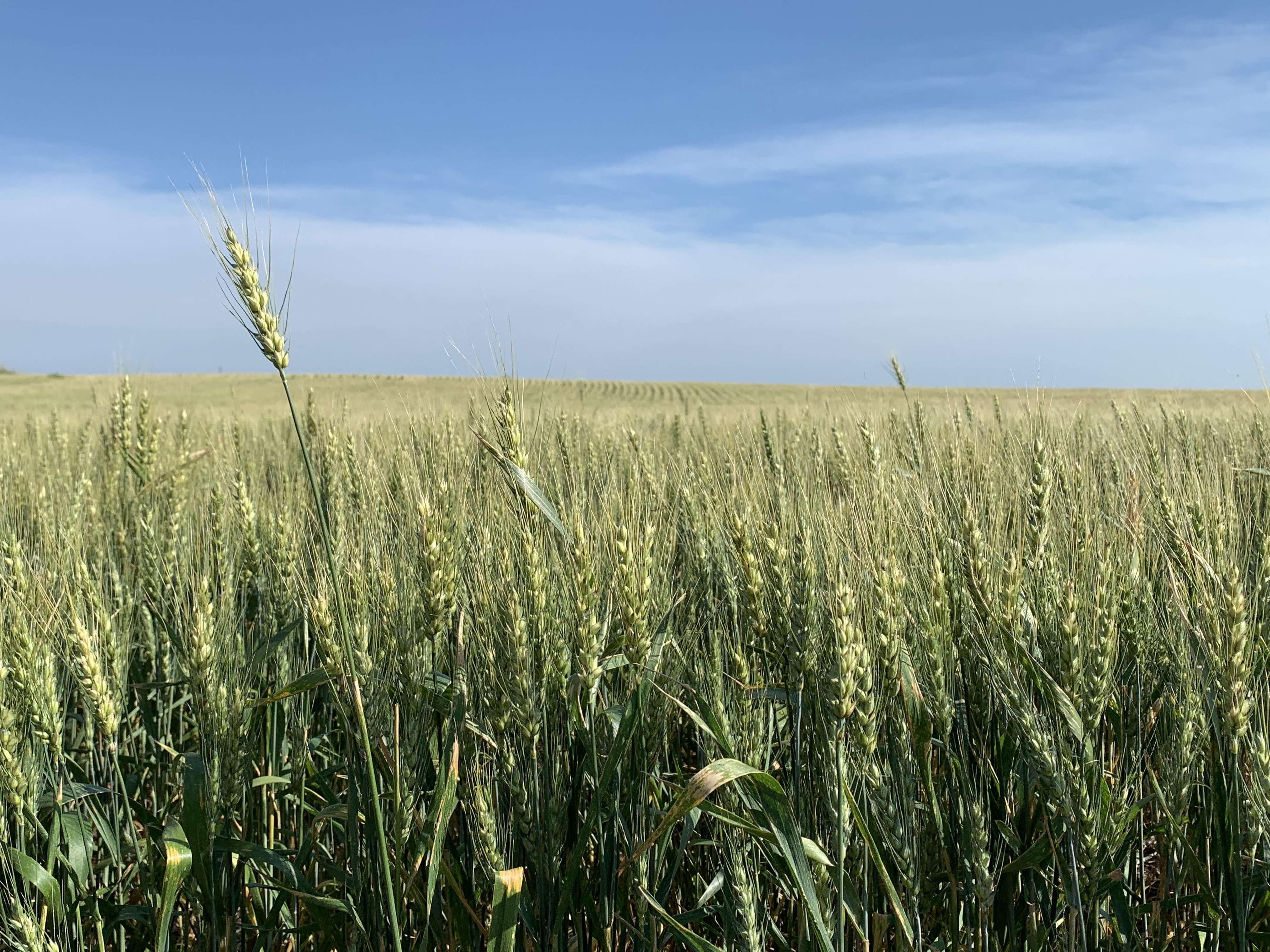 Afternoon Ag News, March 7, 2022: Russia's invasion into Ukraine has some wheat buyers considering other sources