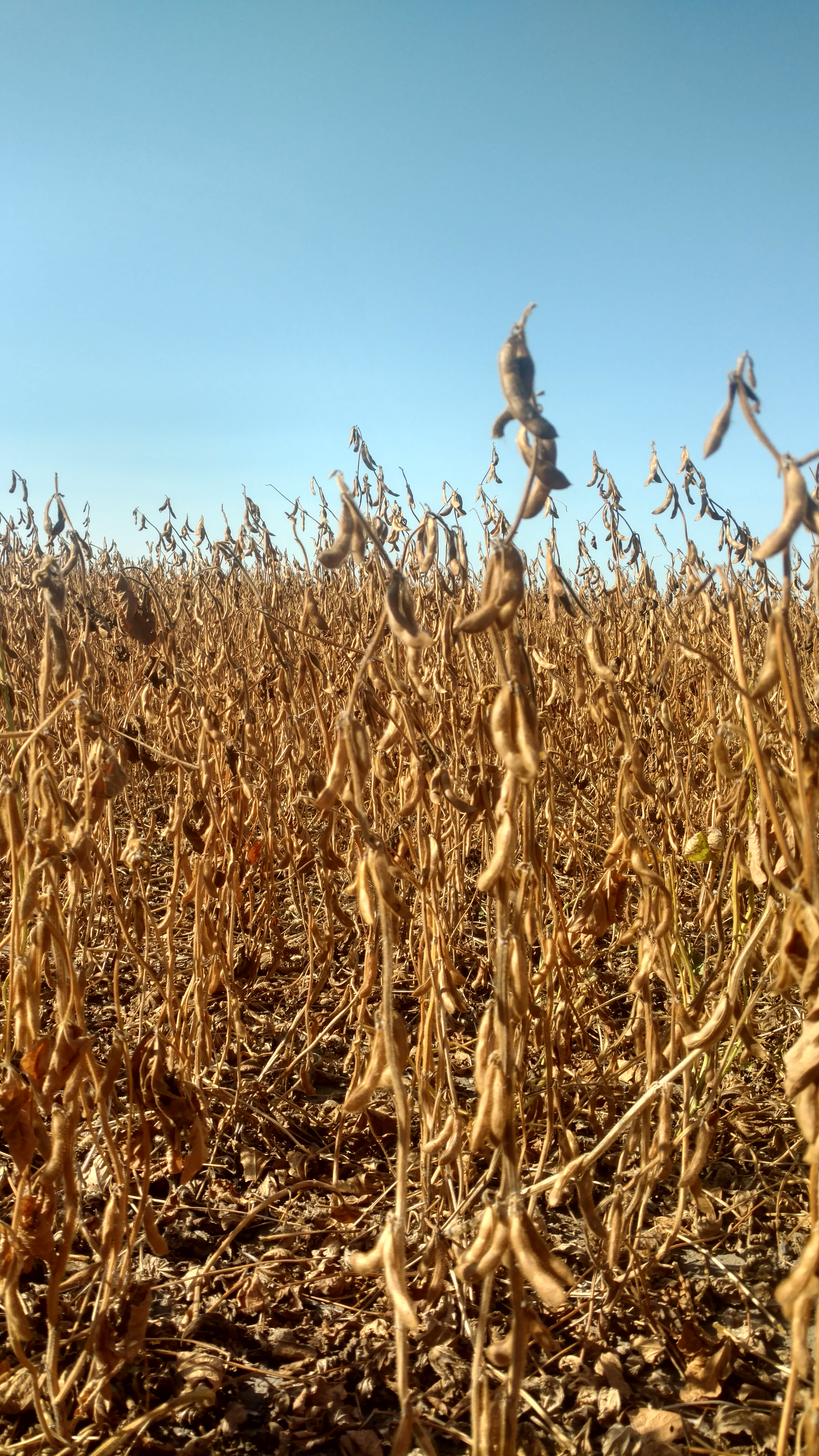 AgriBiz News: Peterson Farms Seed offering Identity-Preserved Soybean Contracts on Conventional Acres