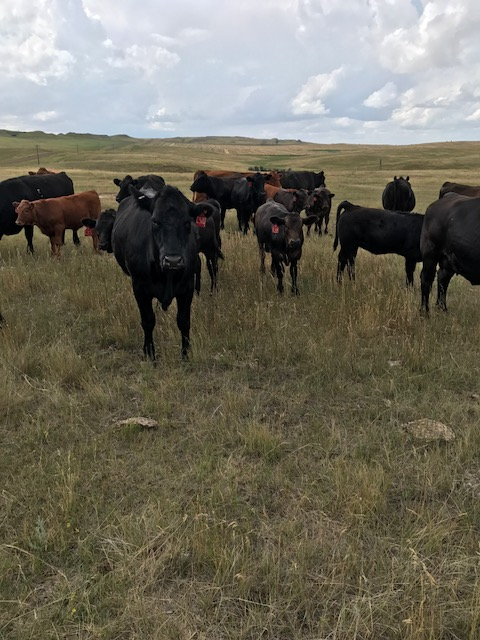 Ranch and Pasture Update: Moisture Needed in McKenzie County, North Dakota