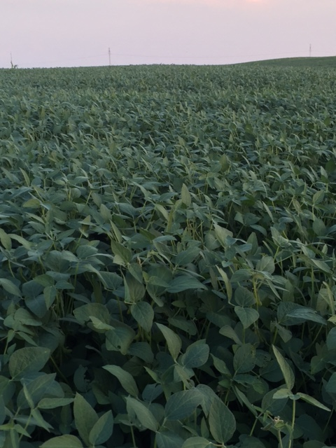 Morning Ag News, July 28, 2021: Impacts of herbicide drift