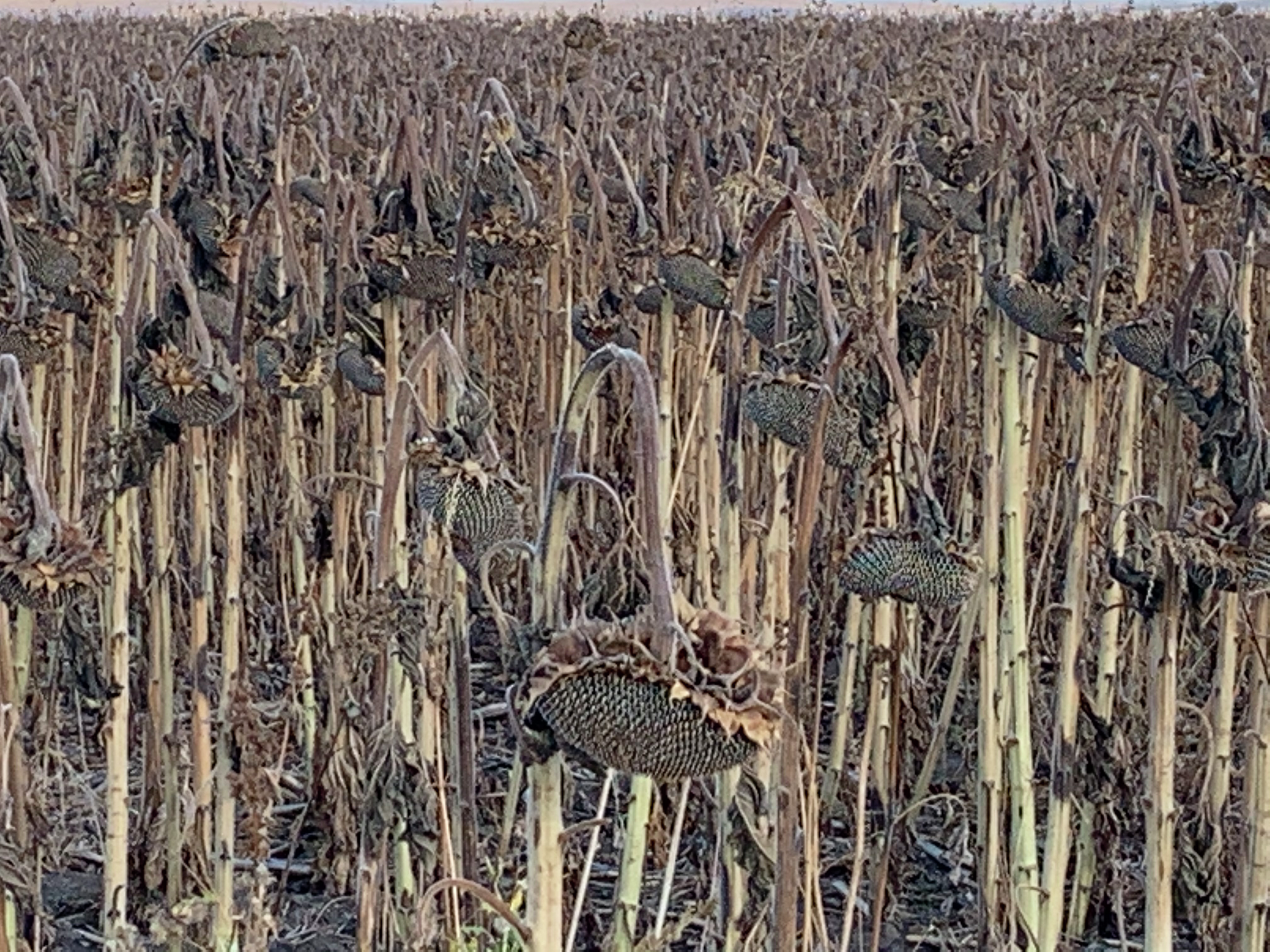 Morning Ag News, October 23, 2026:  North Dakota farmers make good progress on this year's sunflower harvest episode artwork