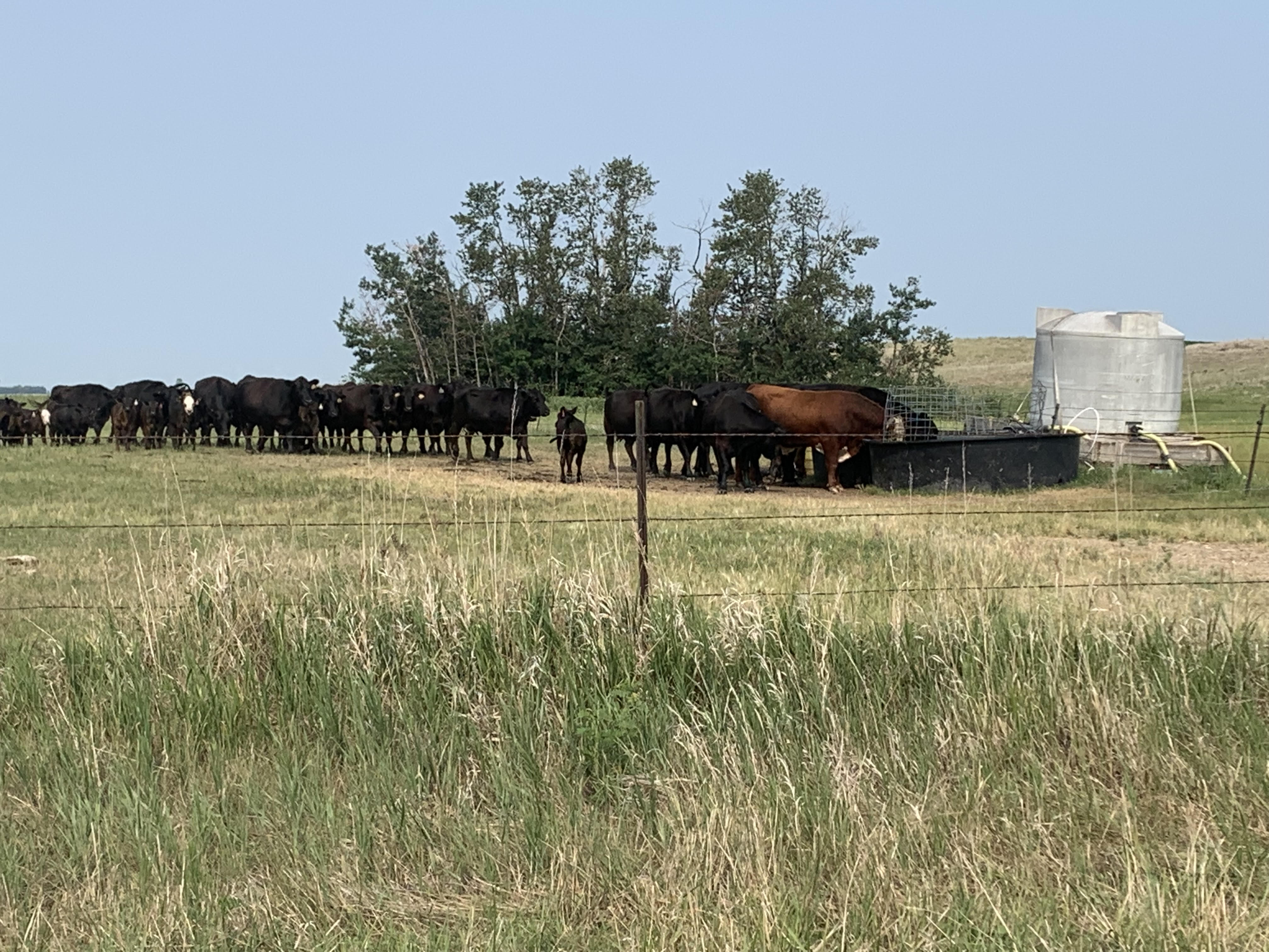 Mid-morning Ag News, August 6, 2021: National Beef Checkoff Petition Drive extended