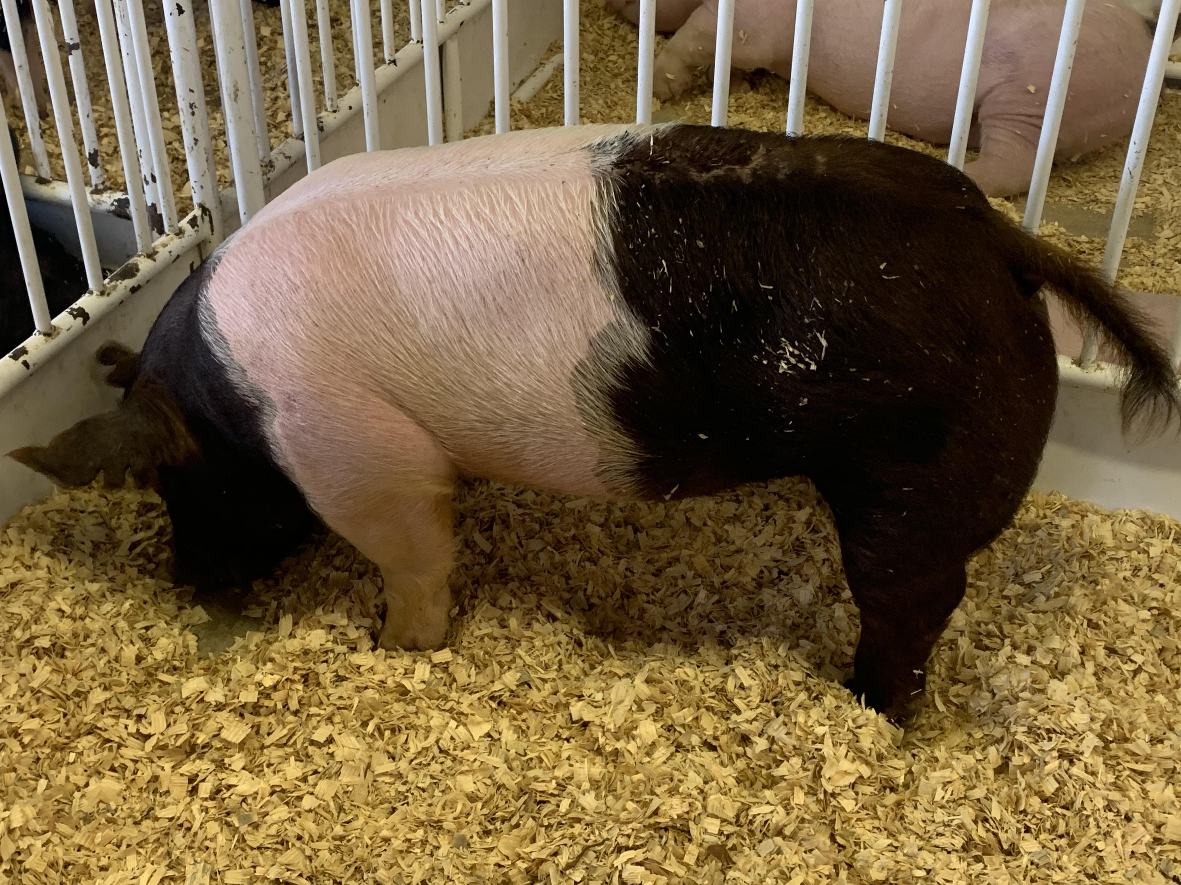 Afternoon Ag News, November 2, 2021: Hog herd growth expected to slow in 2022
