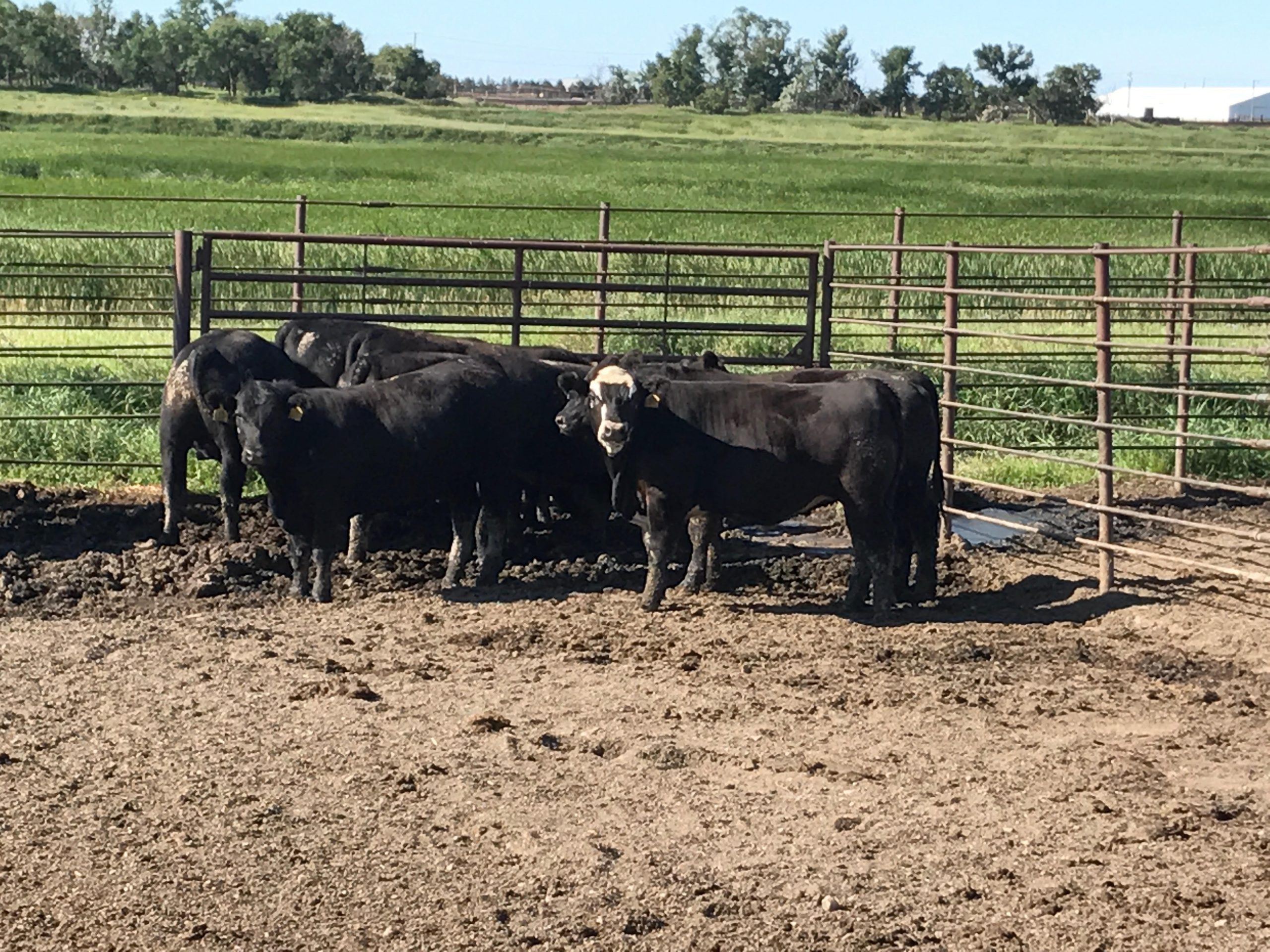 Tuesday Afternoon Ag News Feb 2, 2021:  Cattle Inventory Numbers Slightly Lower Compared to Year Ago, SD Farmers Union Insurance Scholarships