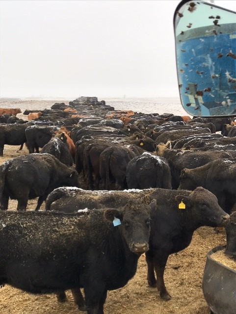 Afternoon Ag News, March 26, 2021: Additional assistance available to ranchers who suffered financial losses due to the COVID-19 pandemic