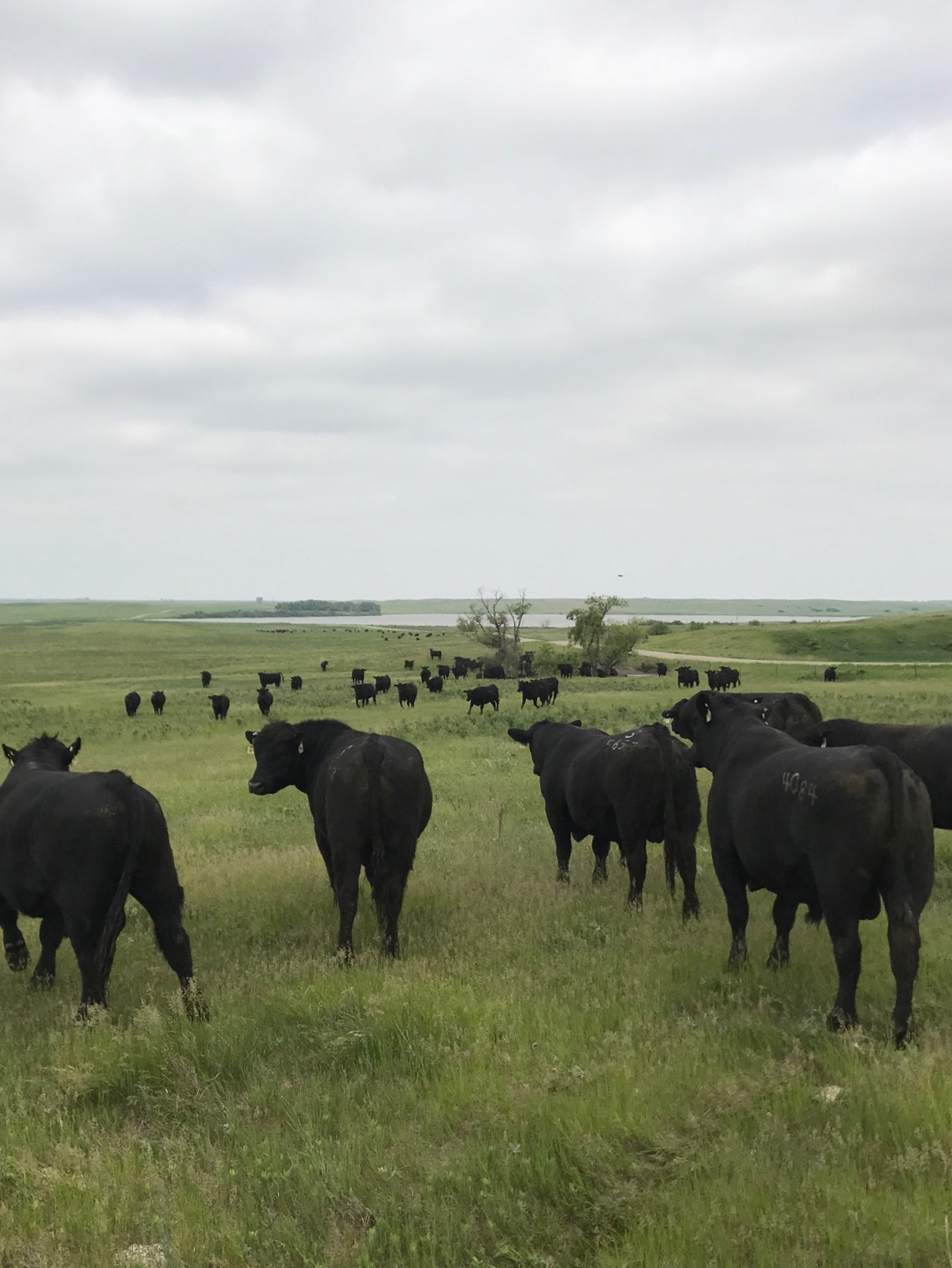 Afternoon Ag News, May 17, 2021: Meatpacking industry hit hard by COVID