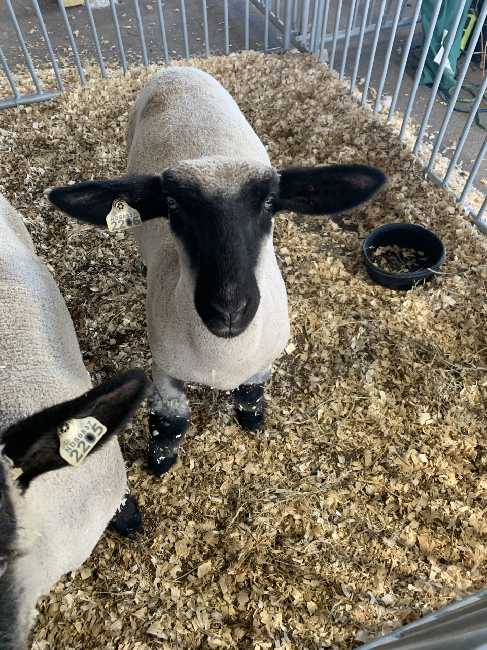 Afternoon Ag News, March 18, 2025: Sheep industry experiences an increase in inventory