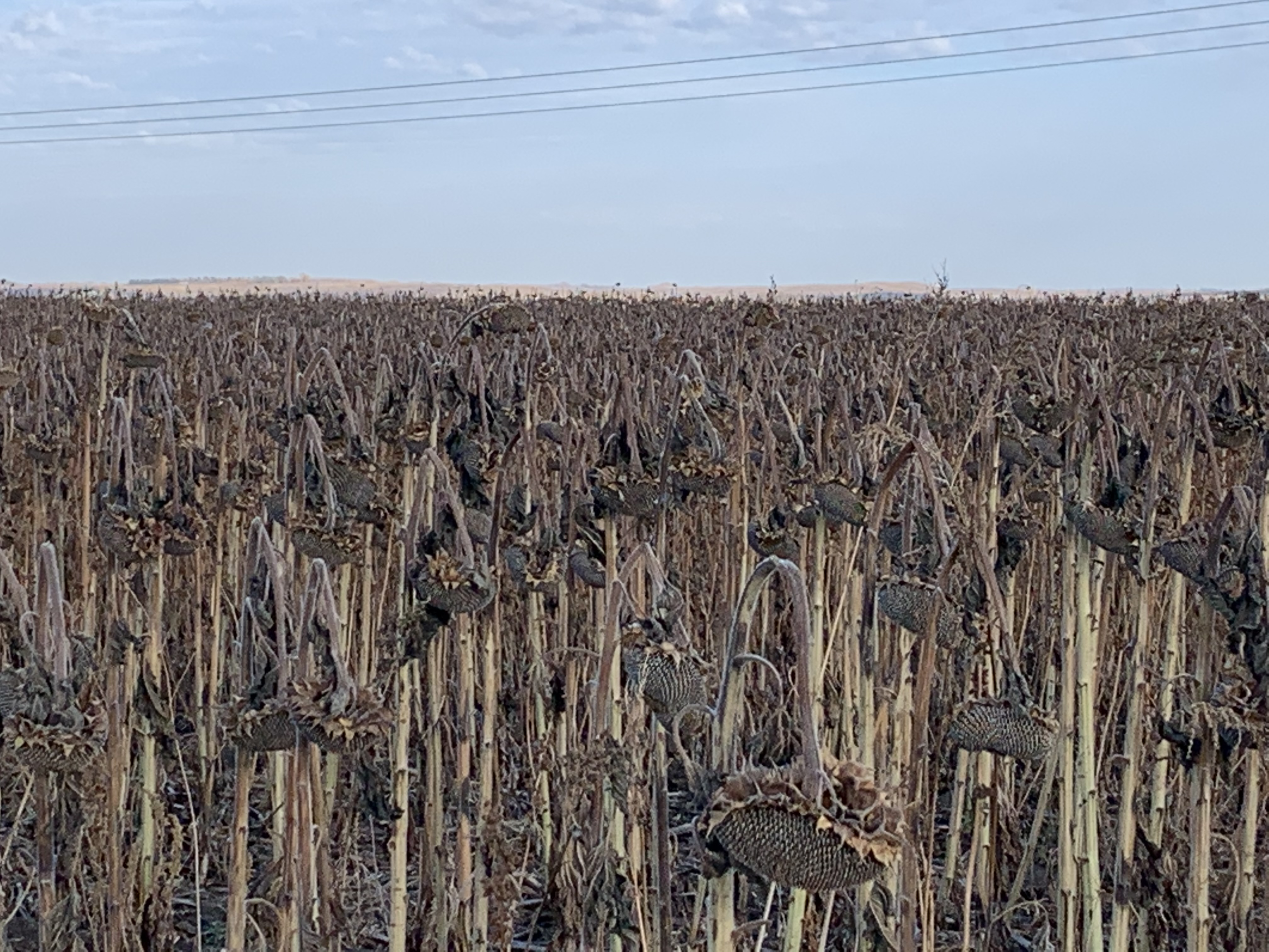 Afternoon Ag News, October 28, 2021: Bismarck grower says sunflower yields higher than expected