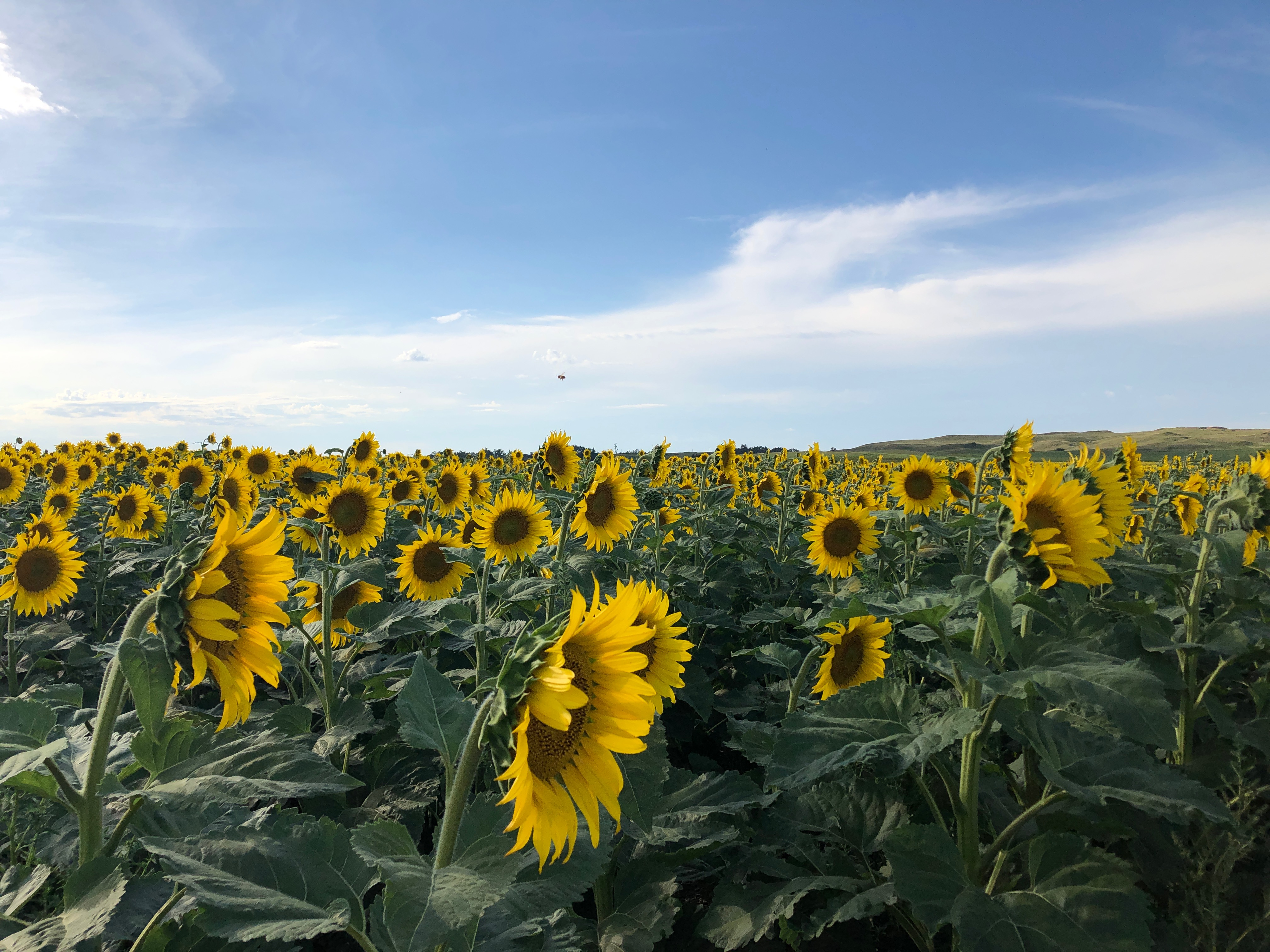 Afternoon Ag News, March 31, 2022: Confection sunflower prices setting new market highs