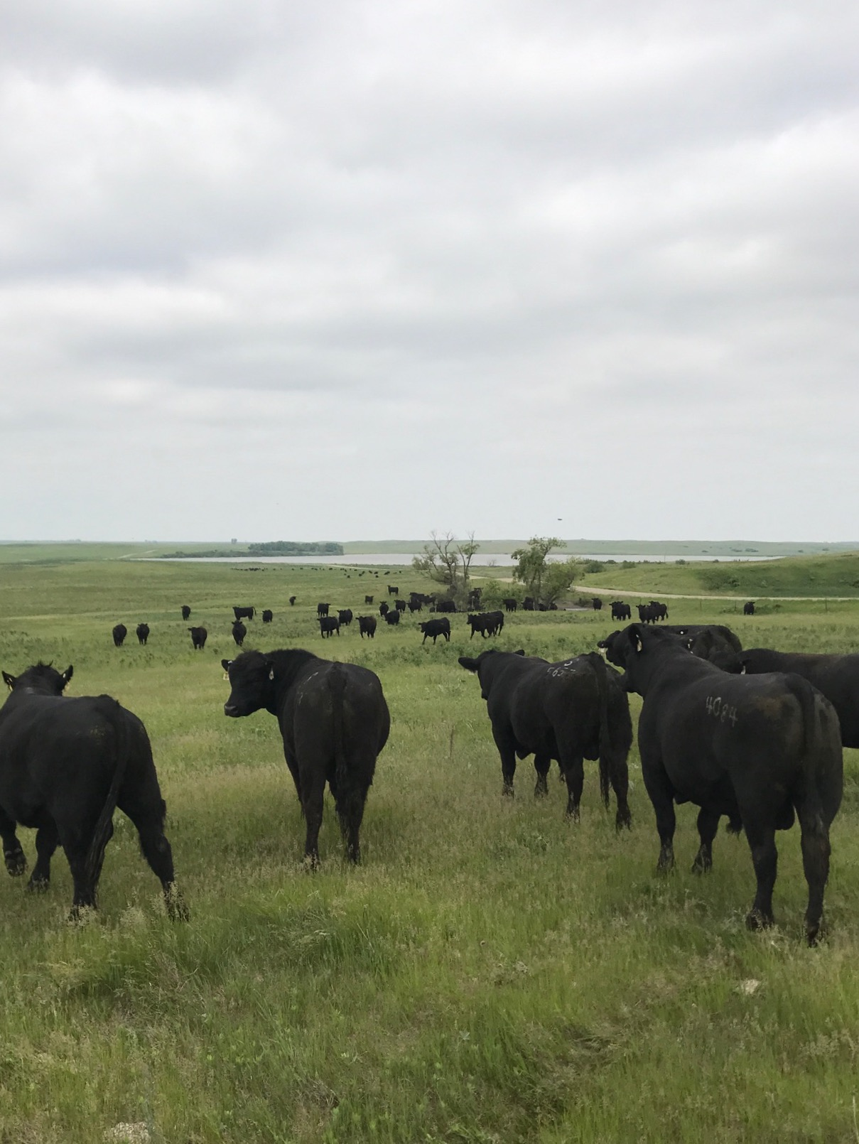 Afternoon Ag News, March 20, 2025: A look at where steer prices are headed next