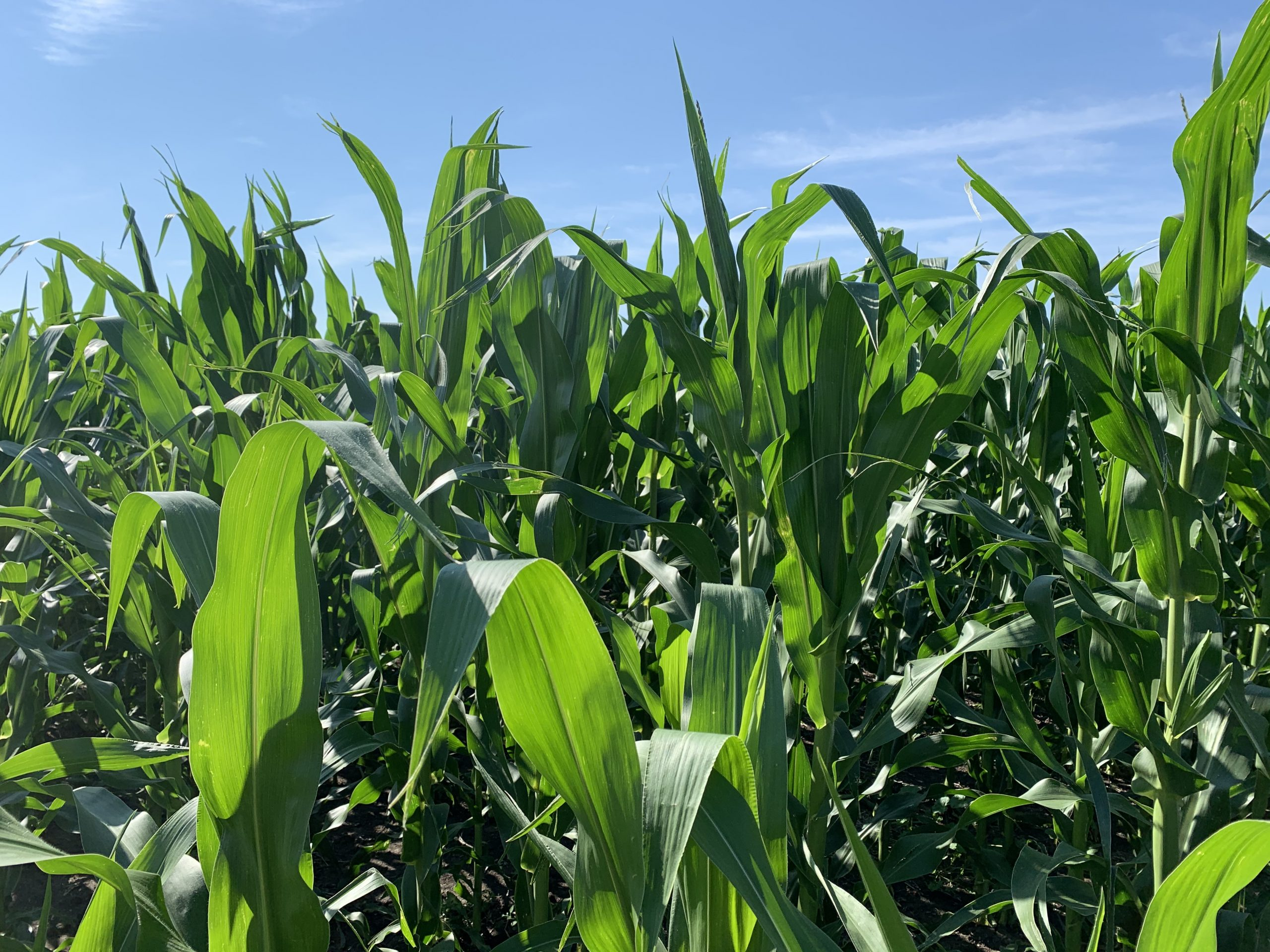 Mid-morning Ag News, Feb 21, 2022: Crop Weather Concerns in South America