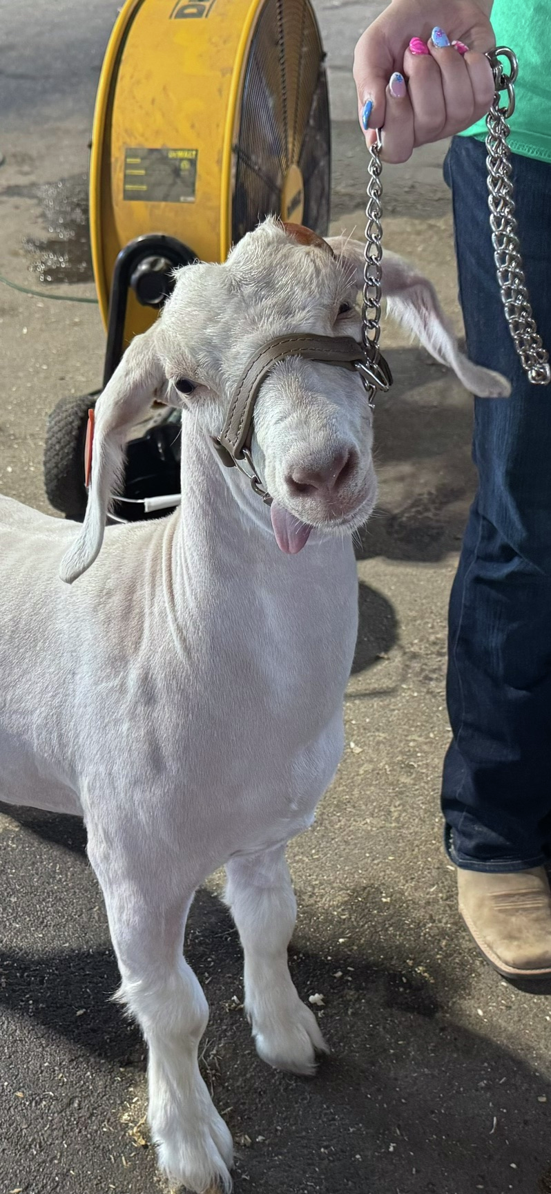 AGRI-BIZ July 19, 2026:  RRVF 4-H Auction, UMN Extension crop update, crop disease pressures with Darren Hefty of Ag PhD, WASDE analysis with NDSU's Frayne Olson episode artwork