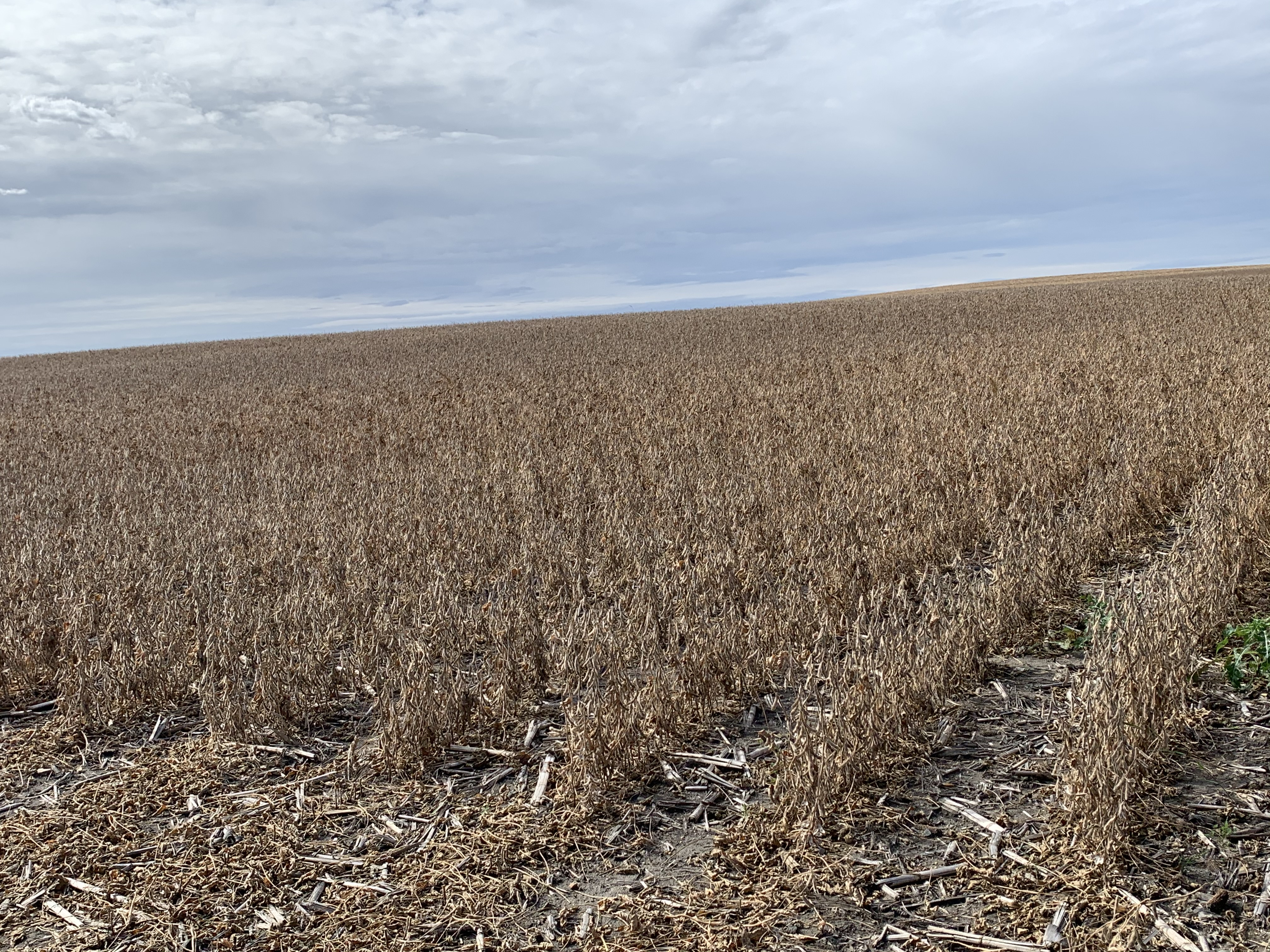 Mid-morning Ag News, March 8, 2021: Corn and soybean acres in high demand going into the 2021 planting season