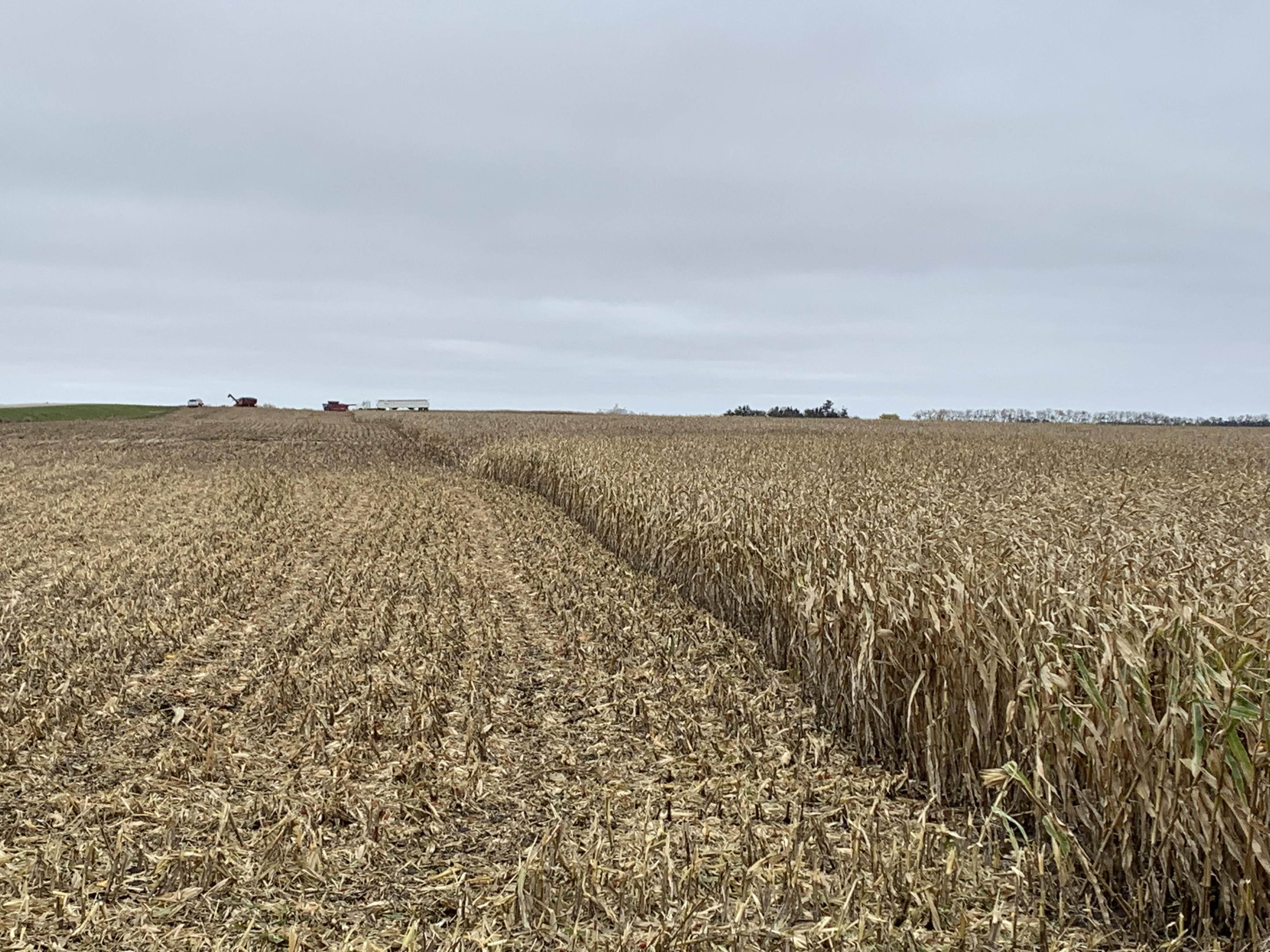 Afternoon Ag News, November 19, 2021: Farmers work to wrap up corn harvest