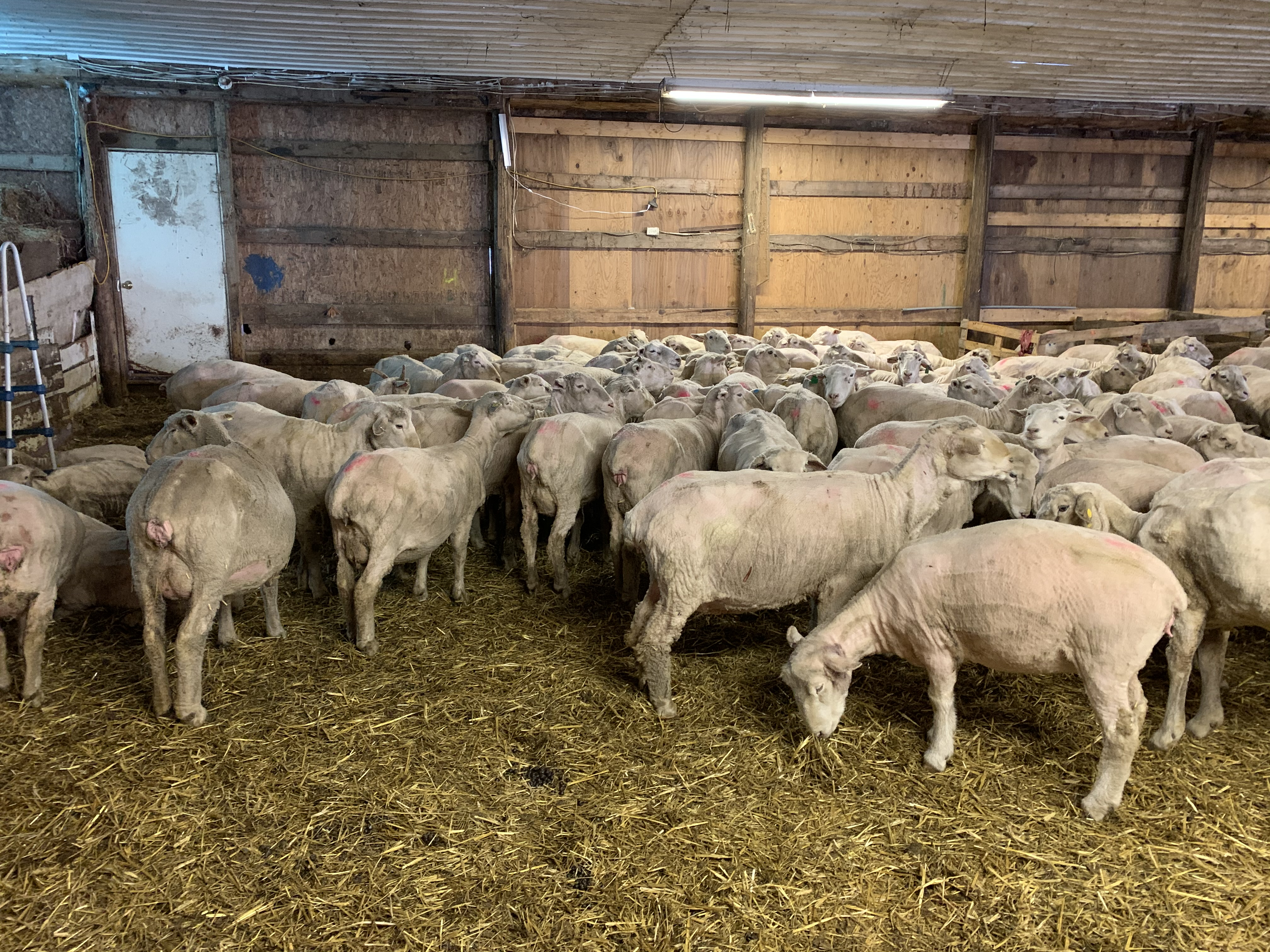 Afternoon Ag News, September 28, 2021: Sheep specialist offers nutrition advice