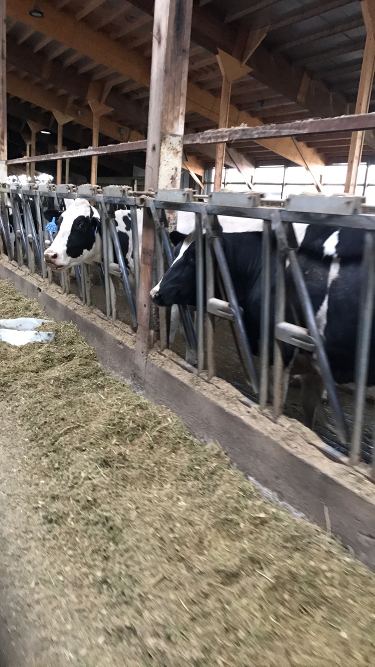 Morning Ag News, April 30, 2021: USDA updates livestock insurance policies
