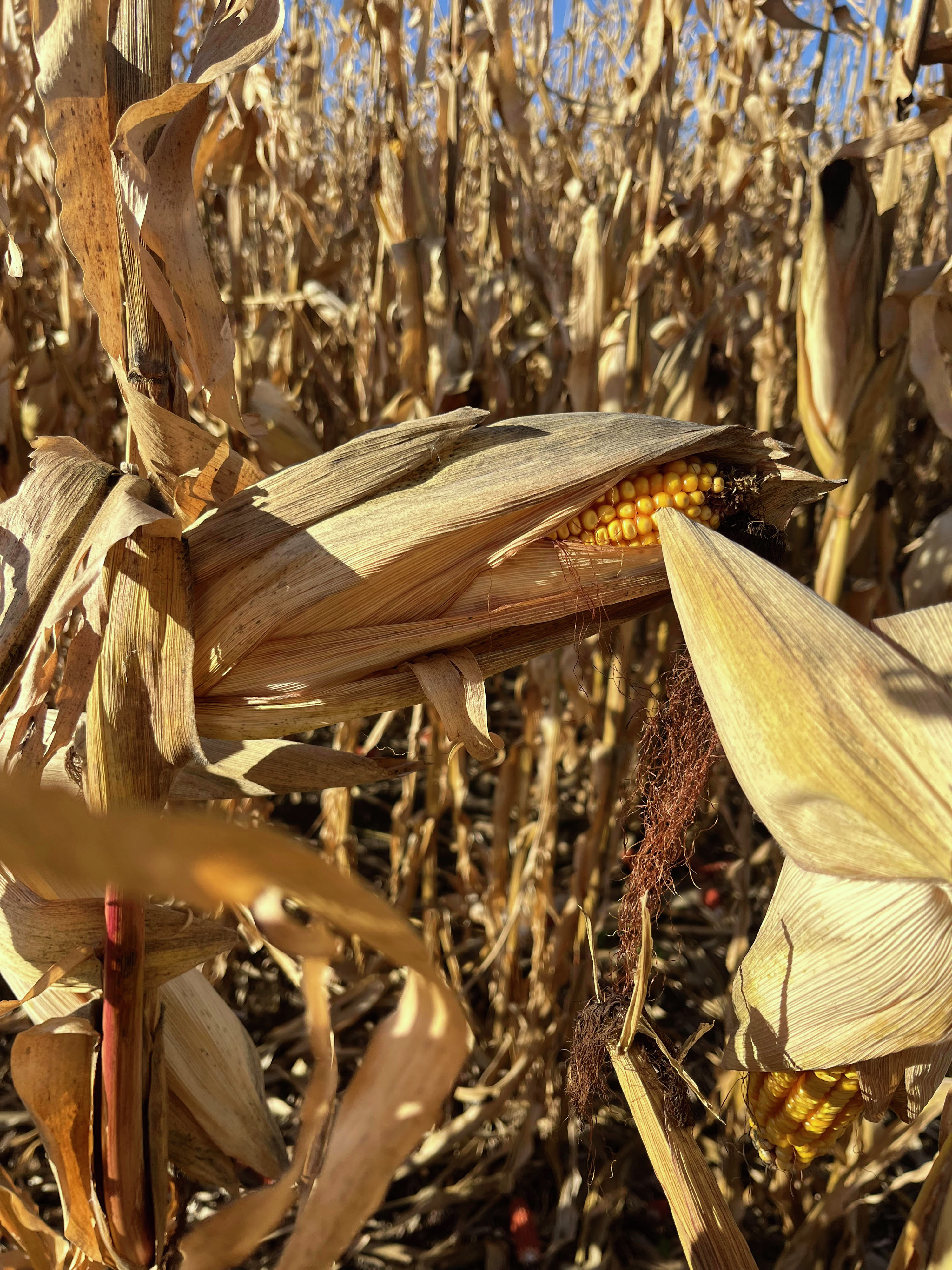 Farm Talk: North Dakota farmer attends ACE Fly-In episode artwork