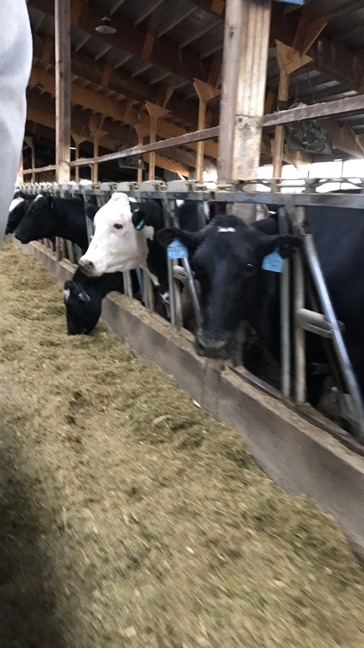 Mid-morning Ag News, August 26, 2021: Celebrating the Great Minnesota Get Together with dairy