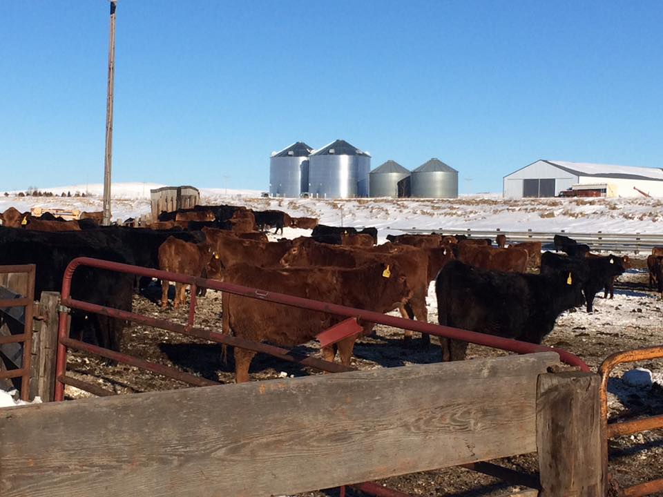 Mid-morning Ag News, March 22, 2021: Up to $5 million in grants to help South Dakota meat processors