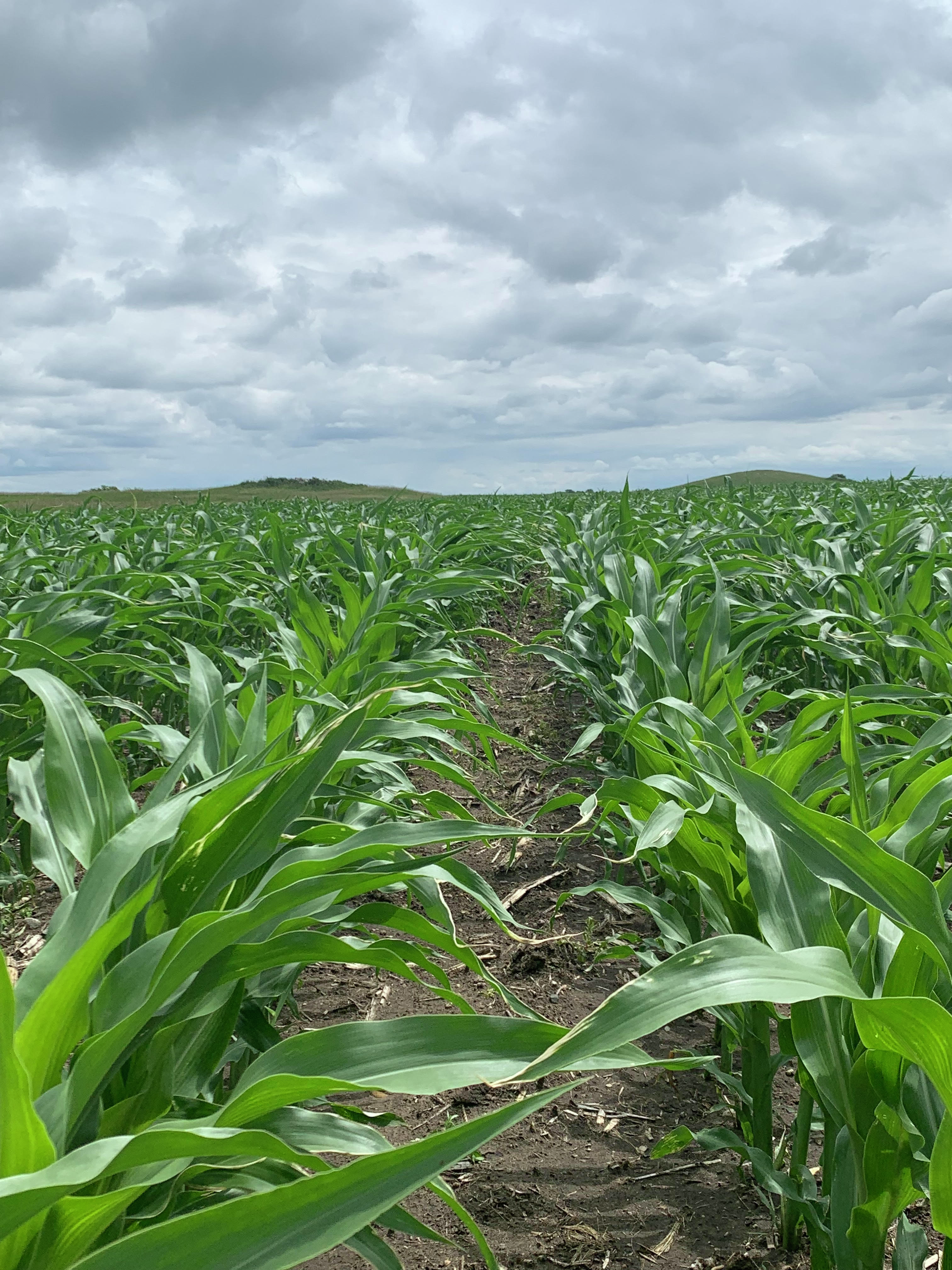 Afternoon Ag News, May 29, 2026: Hot, dry weather spreads across the North Central part of the country episode artwork
