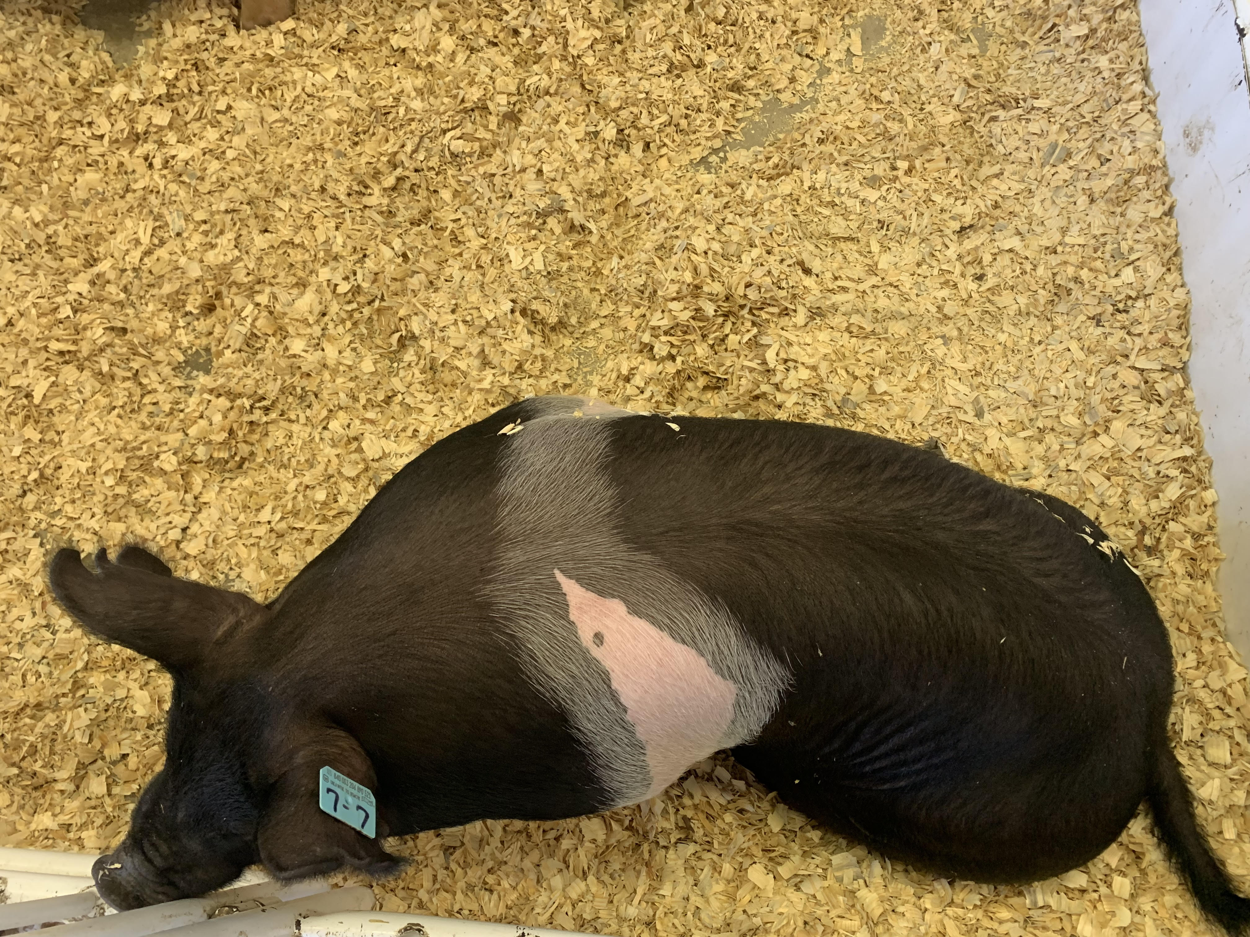 Morning Ag News, October 13, 2021: African Swine Fever vaccine advancements